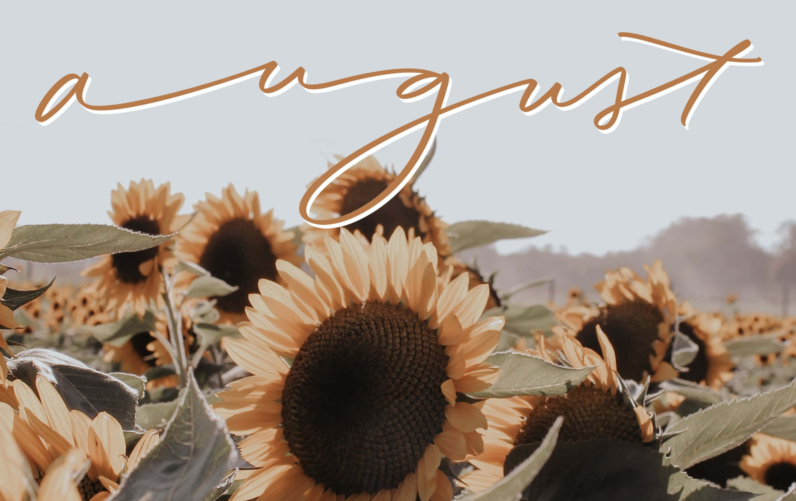 August, sunflower field, soft golden light, 2K Desktop Wallpaper