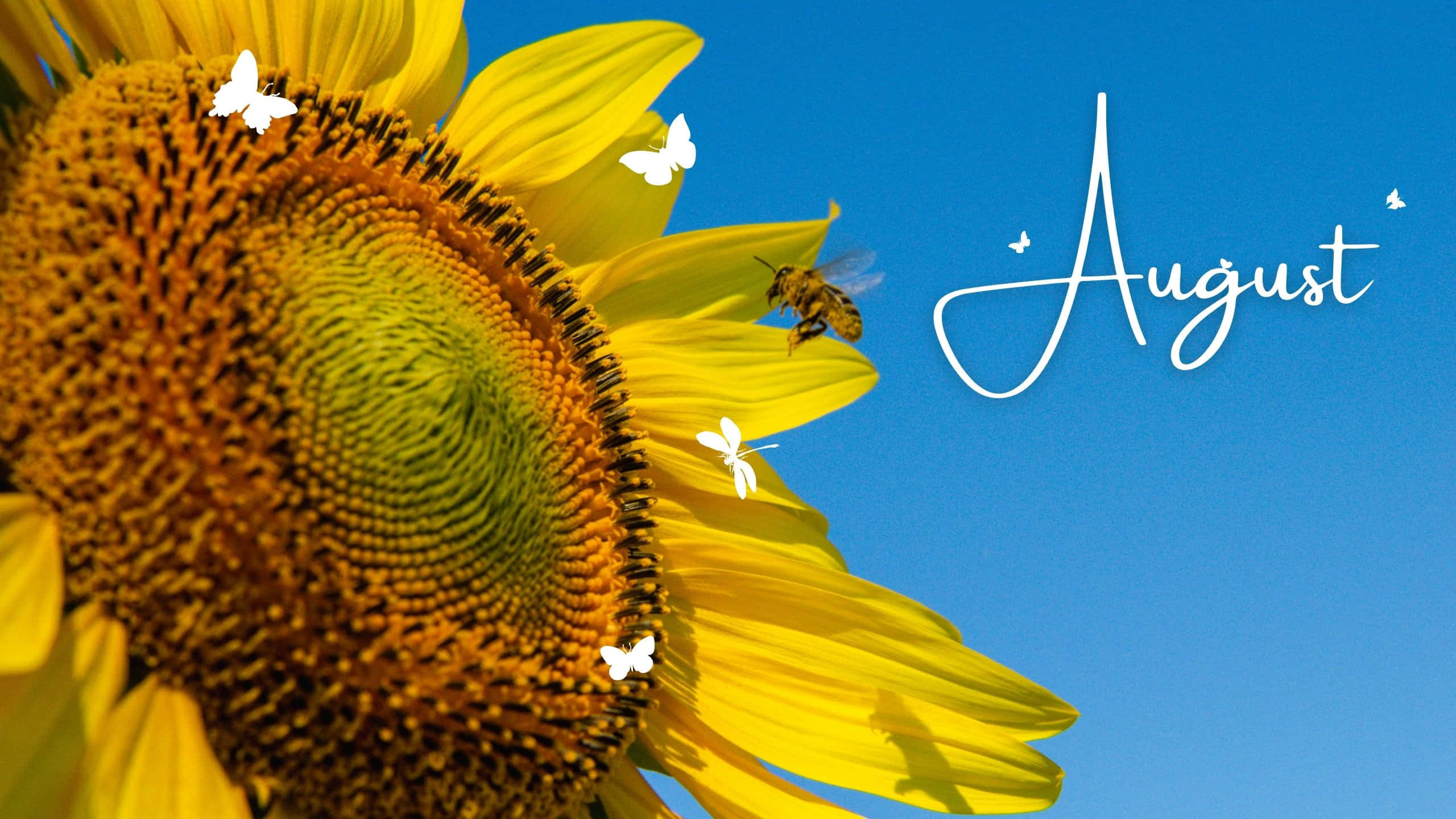August, sunflower, blue sky, 2K Desktop Wallpaper