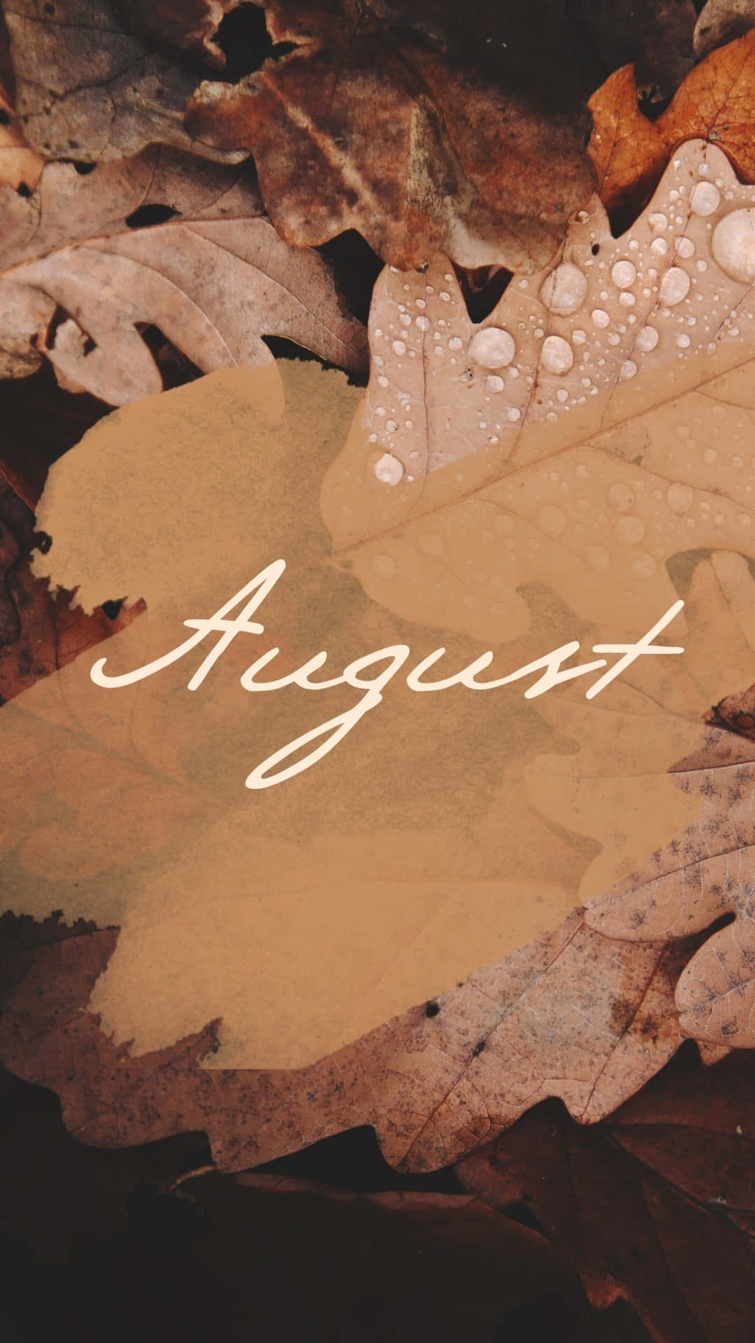 August, autumn leaves, dewdrops, Full HD Phone Wallpaper