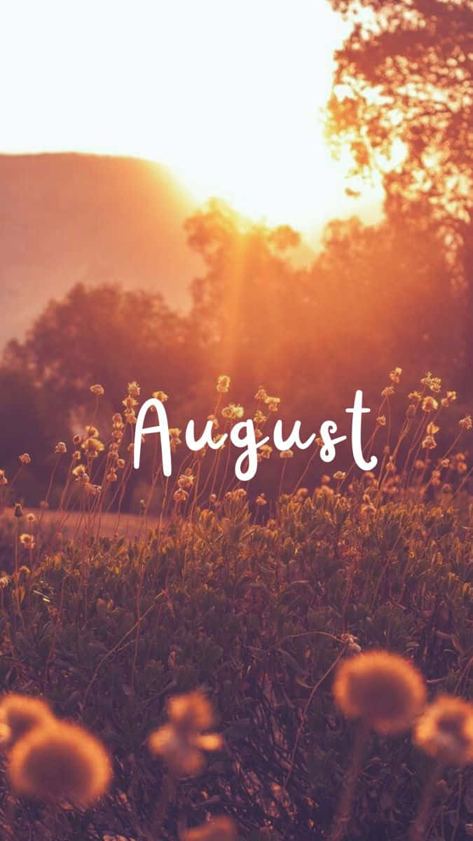 Golden August Sunset Field, dandelions, white script, SD Phone Wallpaper