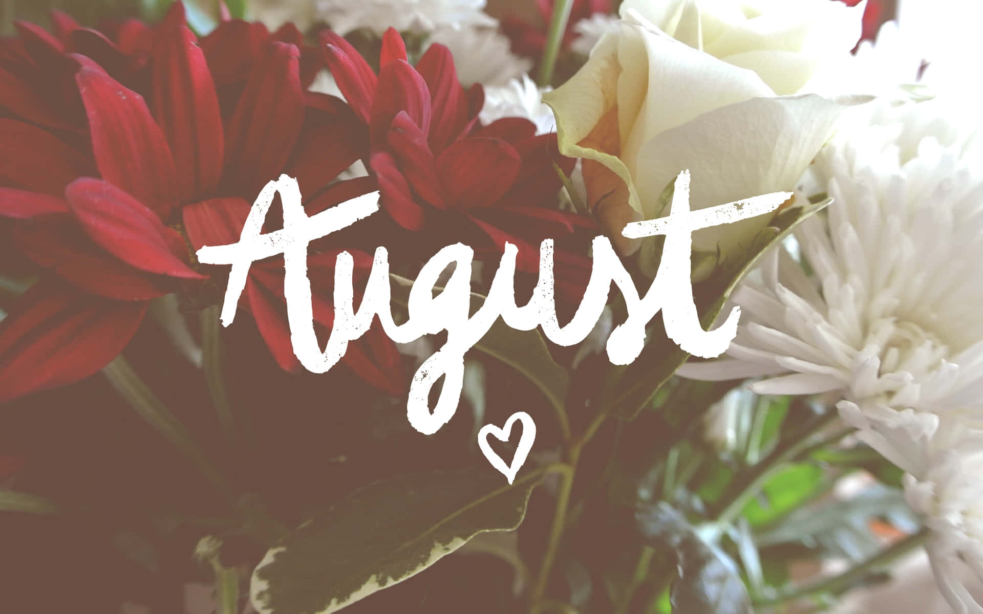 August, red, creamy white, Full HD Desktop Wallpaper