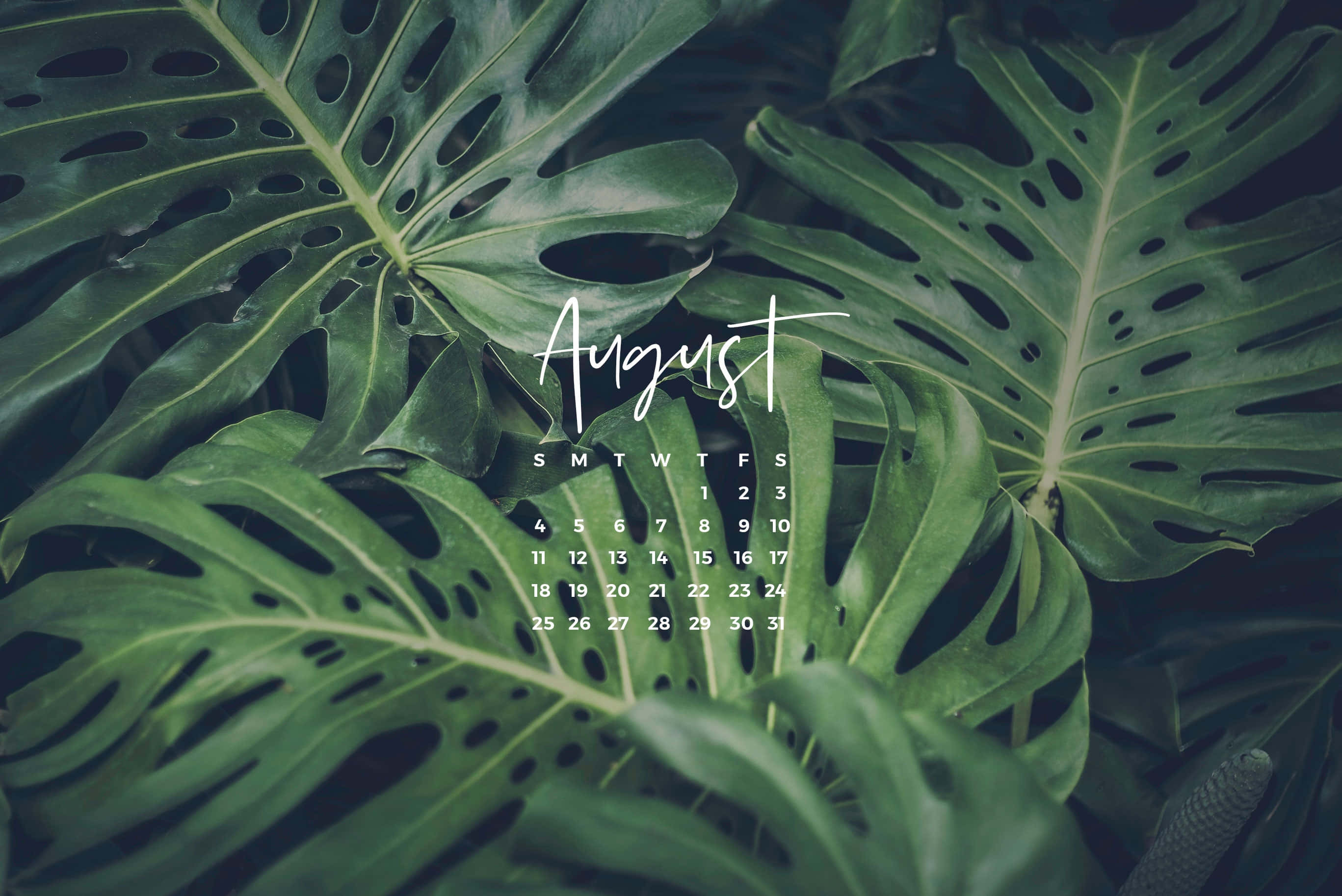 August, monstera leaf, calendar overlay, 2K Desktop Wallpaper
