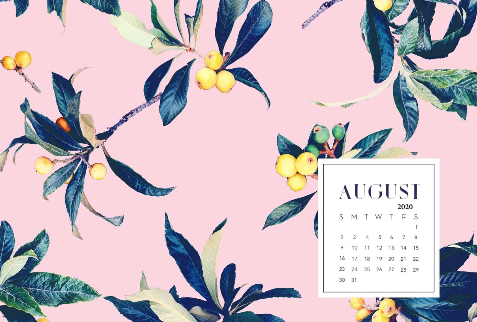 August 2020, pink background, dark green leaves, HD Desktop Wallpaper