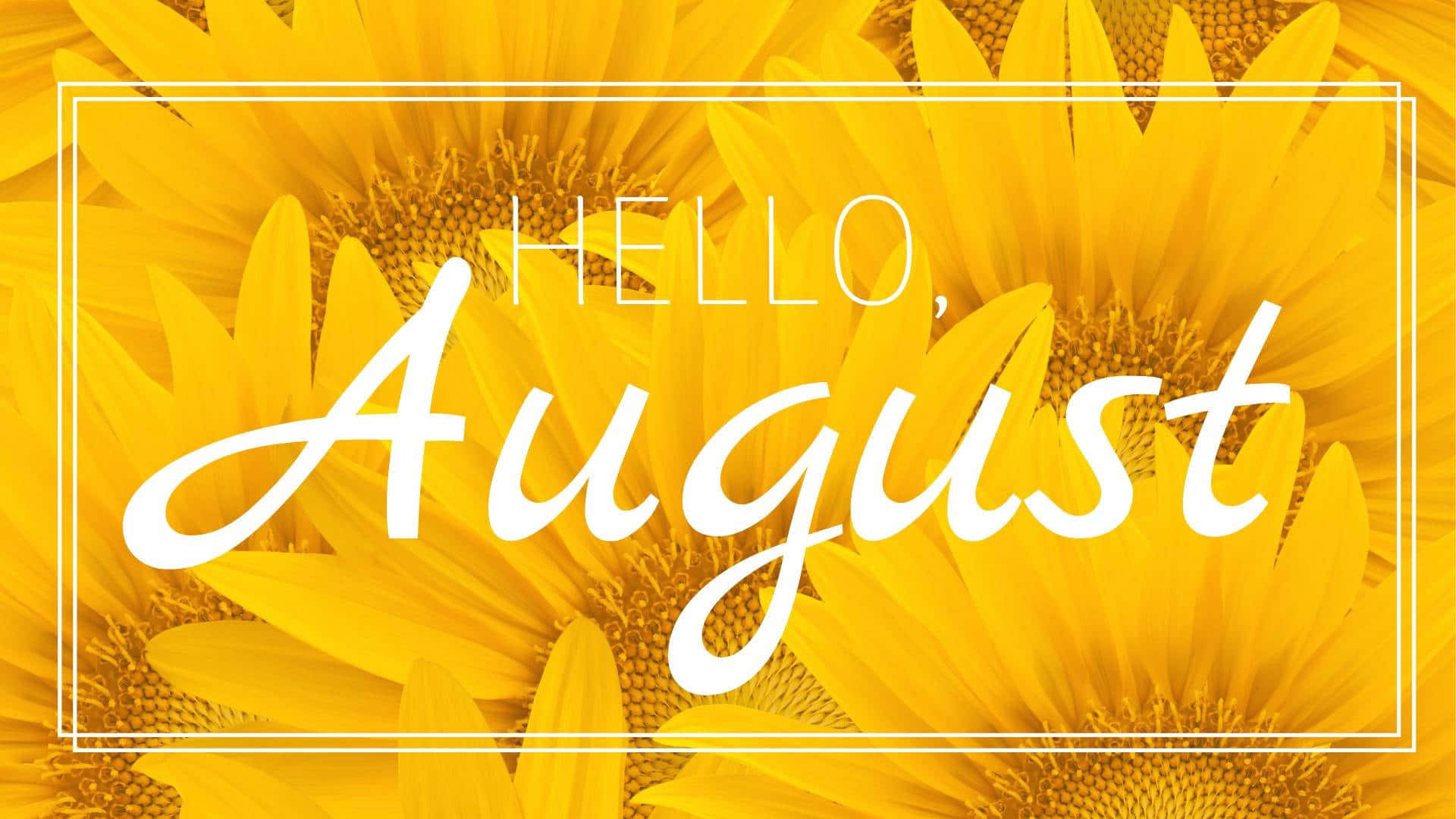 Hello August, sunflower, white text, Full HD Desktop Wallpaper
