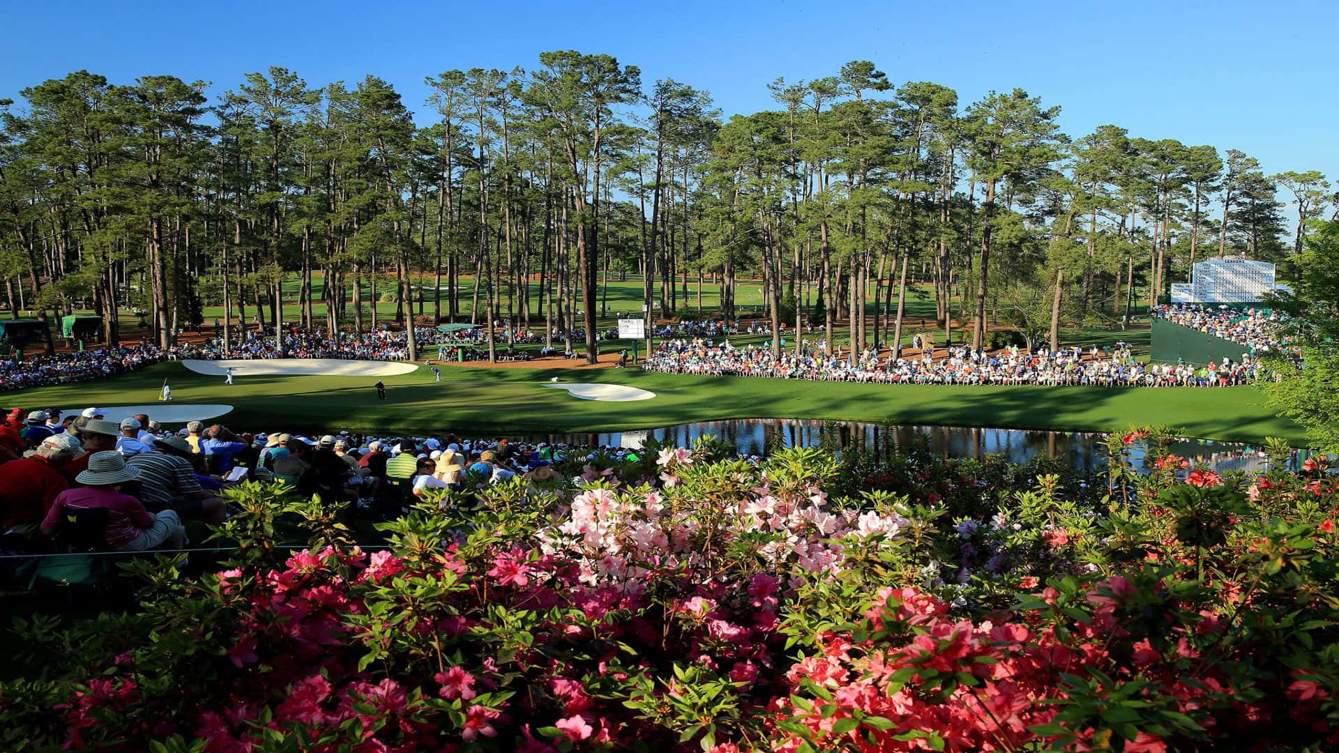 Augusta National Golf Course, pink azaleas, sunlit golf course, Full HD Desktop Wallpaper