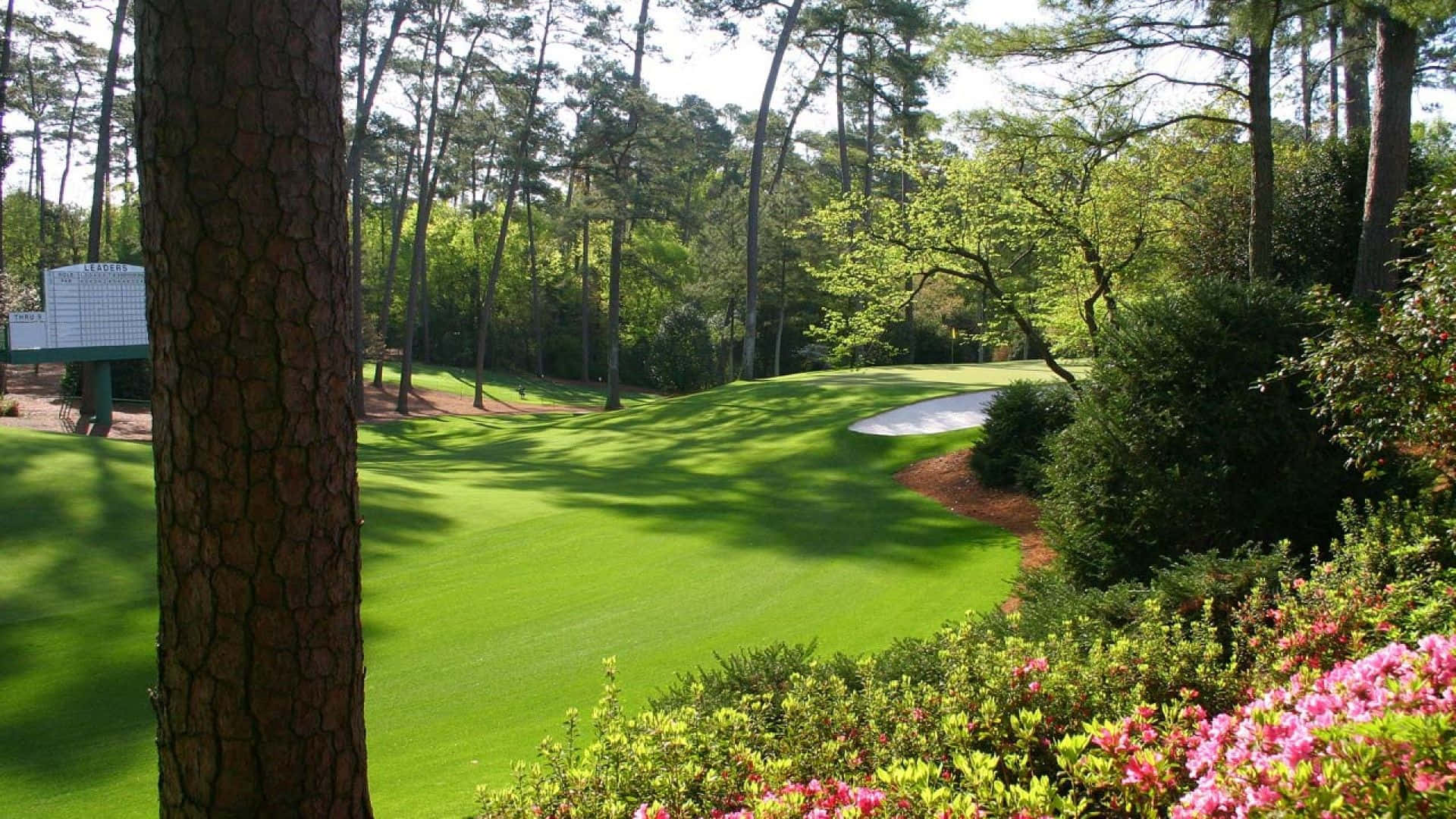 Augusta National Golf Course, fairway, pine trees, Full HD Desktop Wallpaper