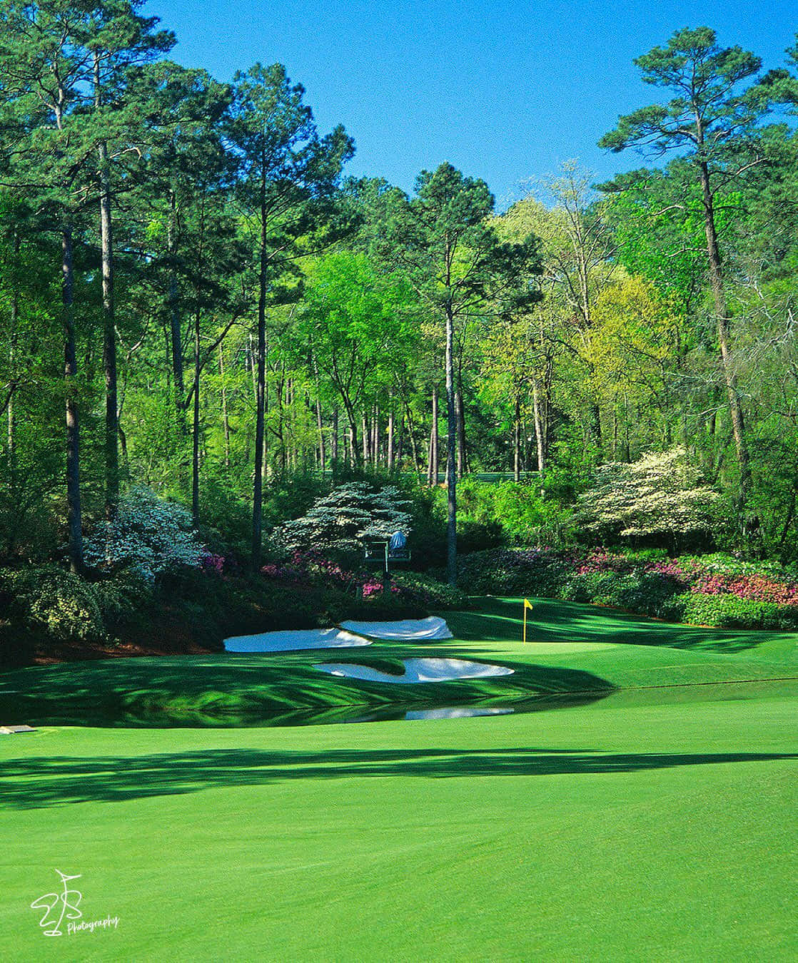Augusta National, golf green, pine trees, HD Phone Wallpaper