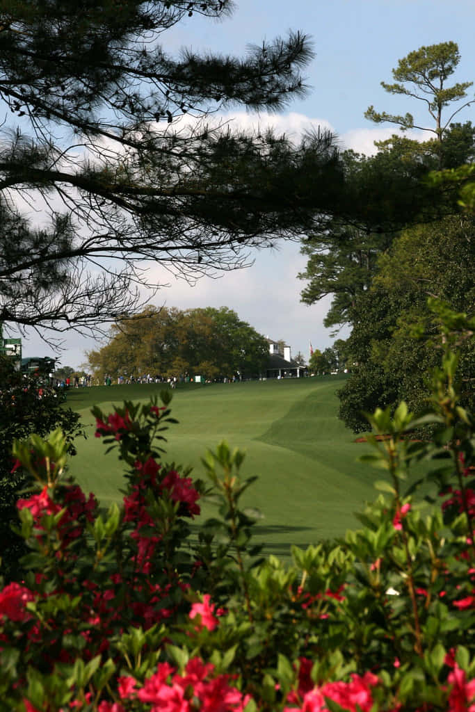 Augusta National, pink azaleas, lush green golf course, SD Phone Wallpaper