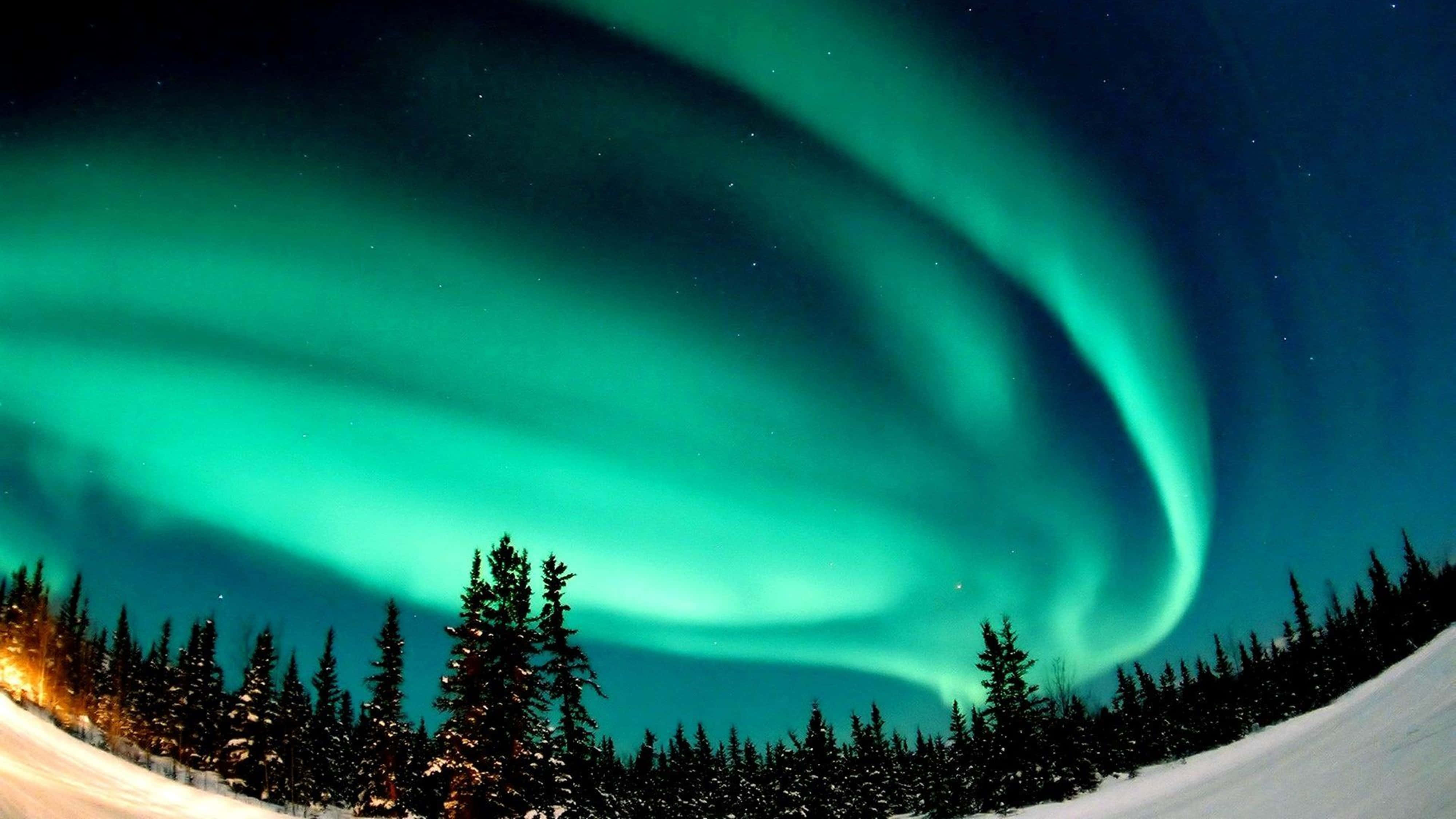 Teal Aurora Borealis, snow-covered pine trees, starry winter sky, 4K Desktop Wallpaper