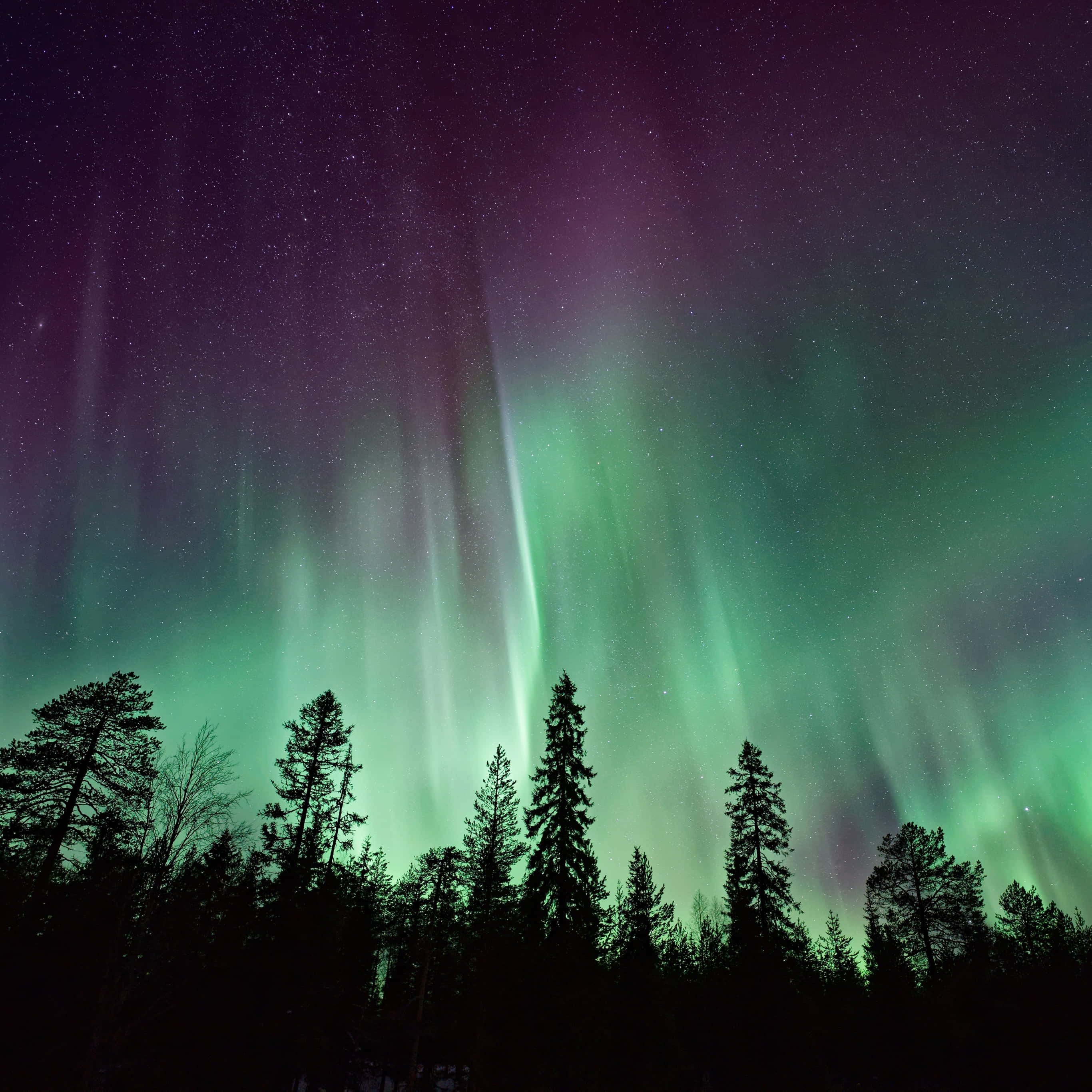 iPad 2, aurora borealis, forest, 2K Desktop Wallpaper