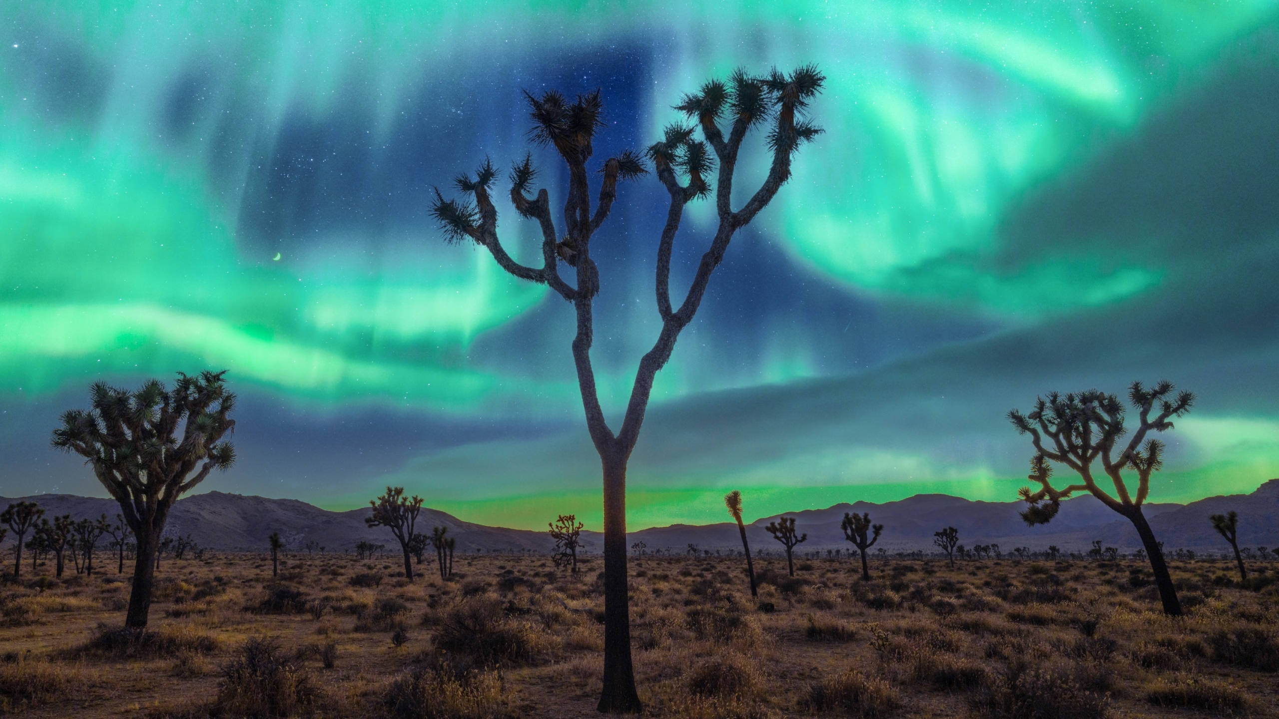 Joshua trees, vibrant green aurora, starry desert night sky, 2K Desktop Wallpaper
