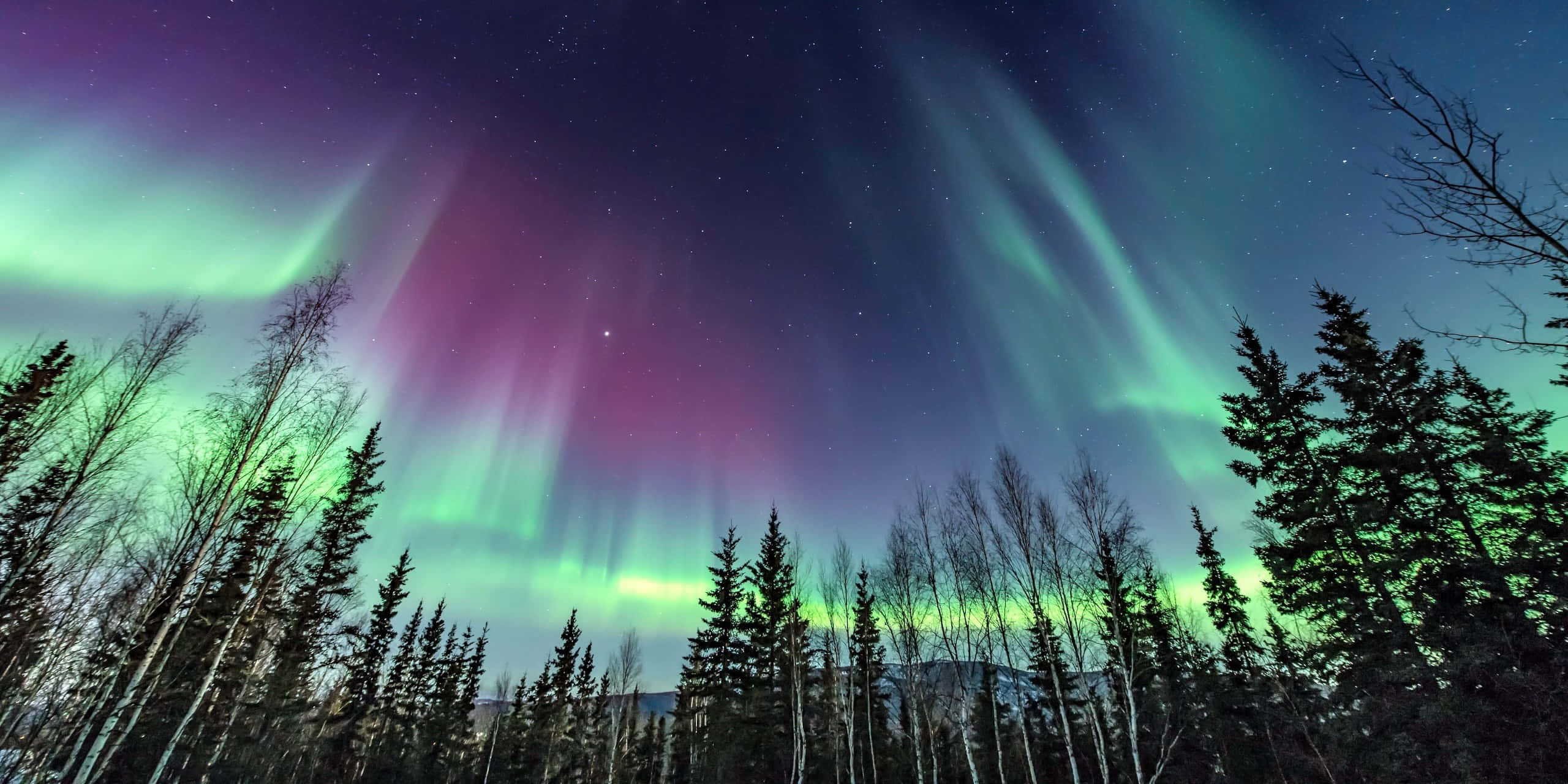 Aurora borealis, starry night sky, dark pine trees, 2K Desktop Wallpaper