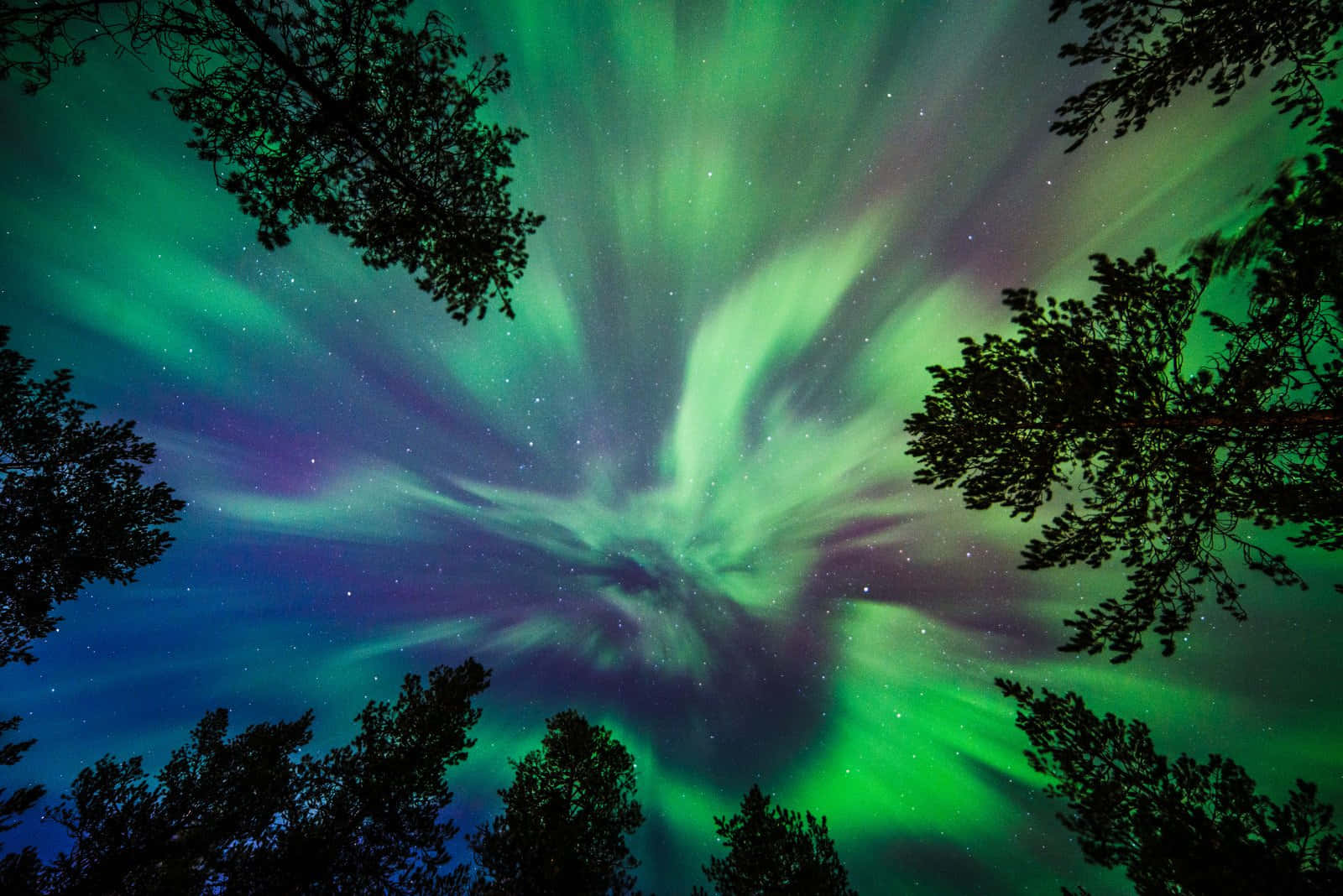 Aurora borealis, green and purple, starry night sky, HD Desktop Wallpaper