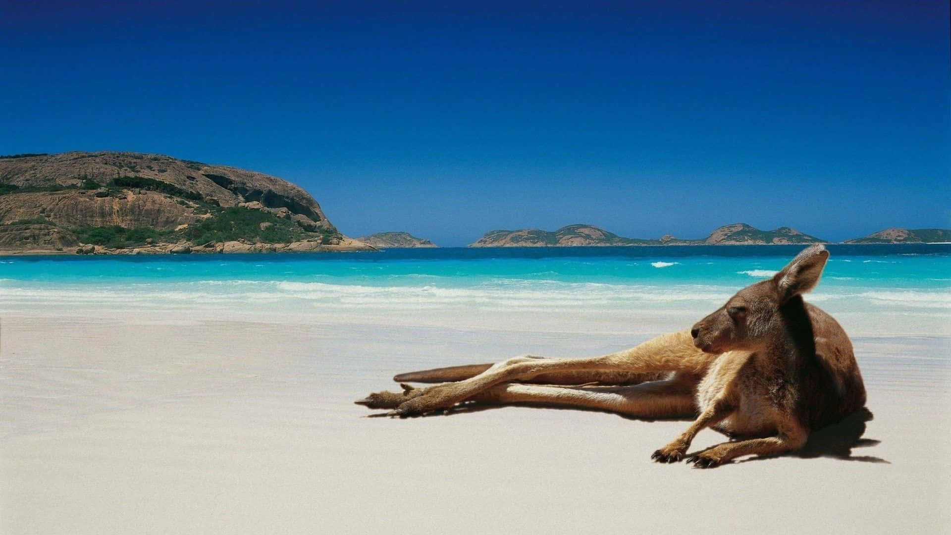 Australia Beach, kangaroo, pristine white sand, Full HD Desktop Wallpaper