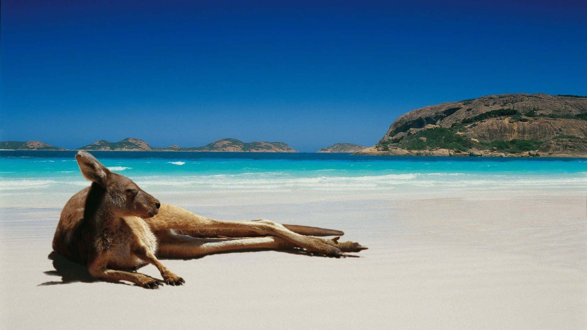 Australia Beach, kangaroo, pristine white sand beach, Full HD Desktop Wallpaper