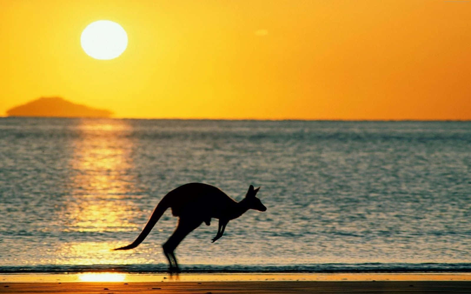 Australia Beach, kangaroo, golden sunset, HD Desktop Wallpaper
