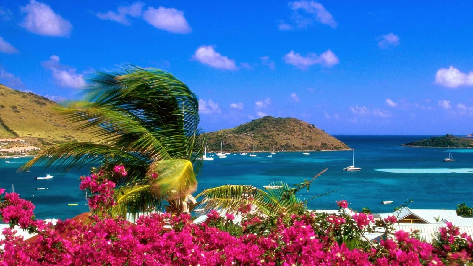 Australia Beach, pink bougainvillea, tropical bay, HD Desktop Wallpaper