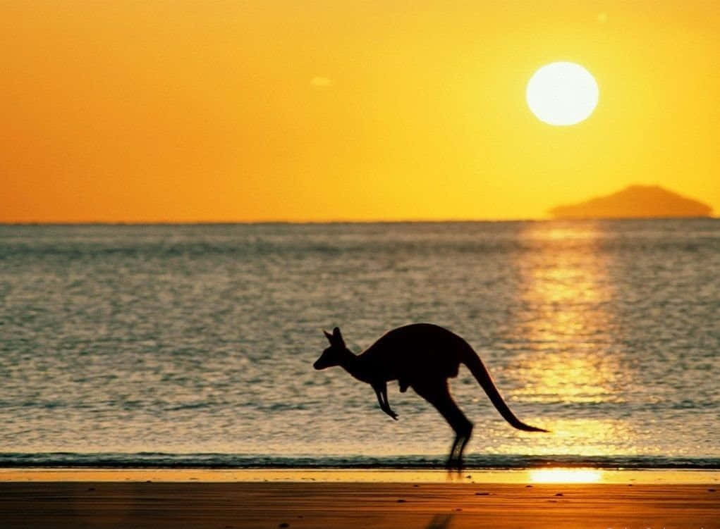 Australia Beach, kangaroo, golden sunset, SD Desktop Wallpaper