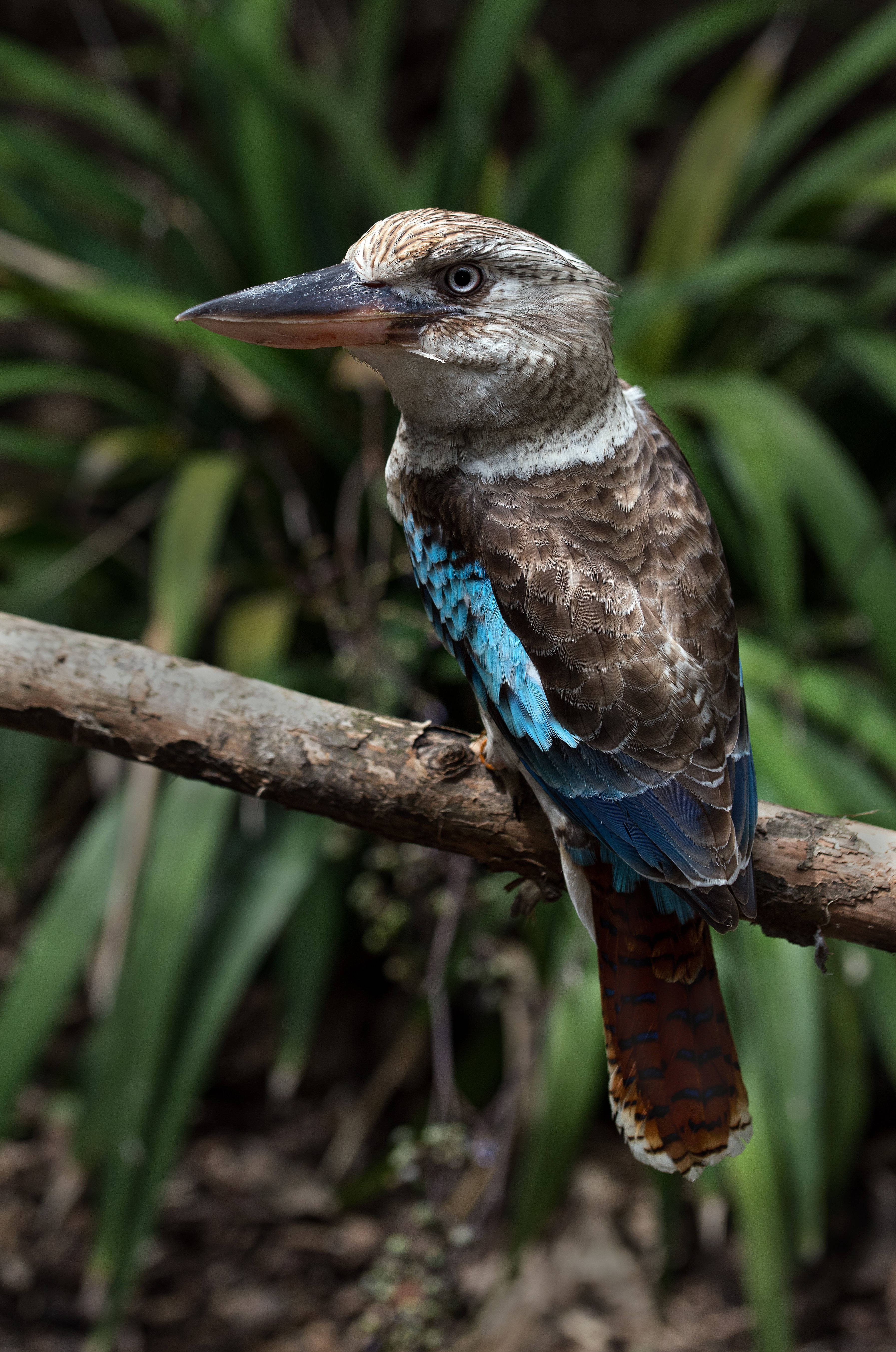 kookaburra, brown feathers, vibrant blue wings, 5K Phone Wallpaper