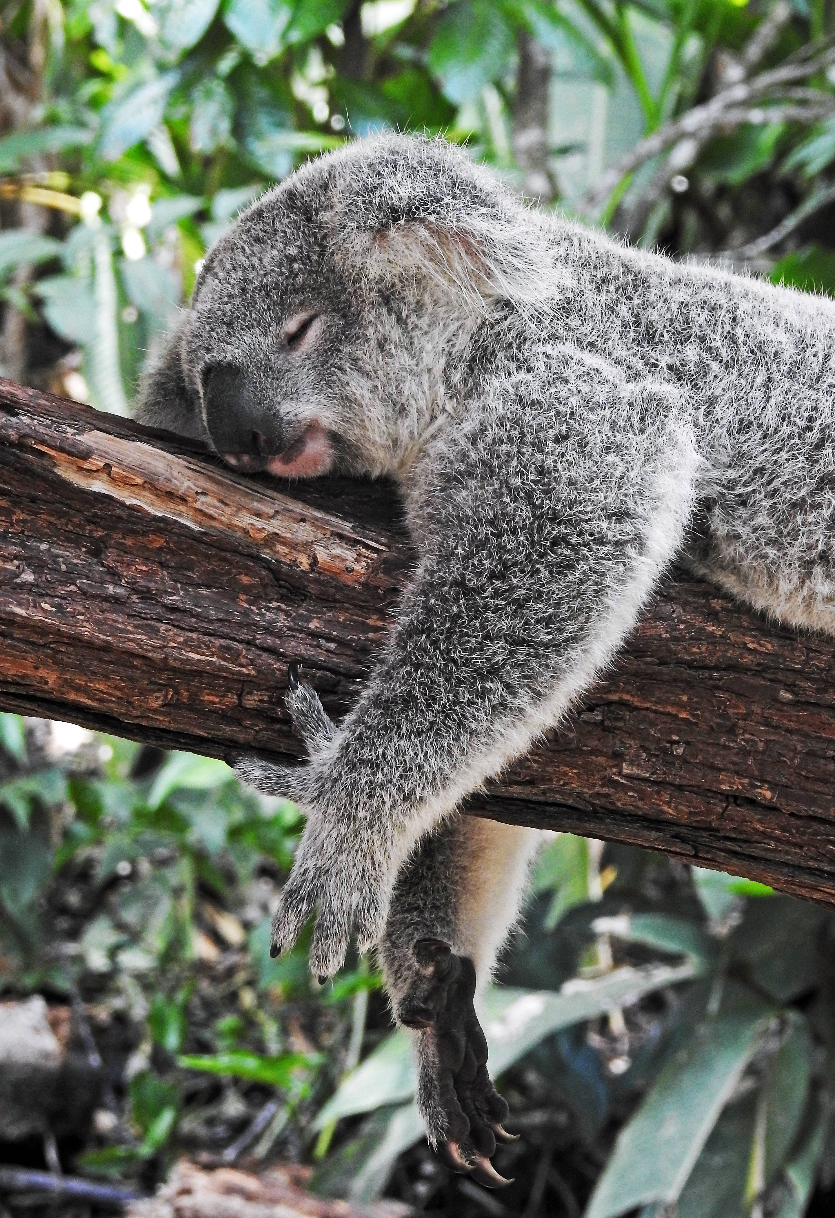 Australia, koala bear, sleeping, 4K Phone Wallpaper