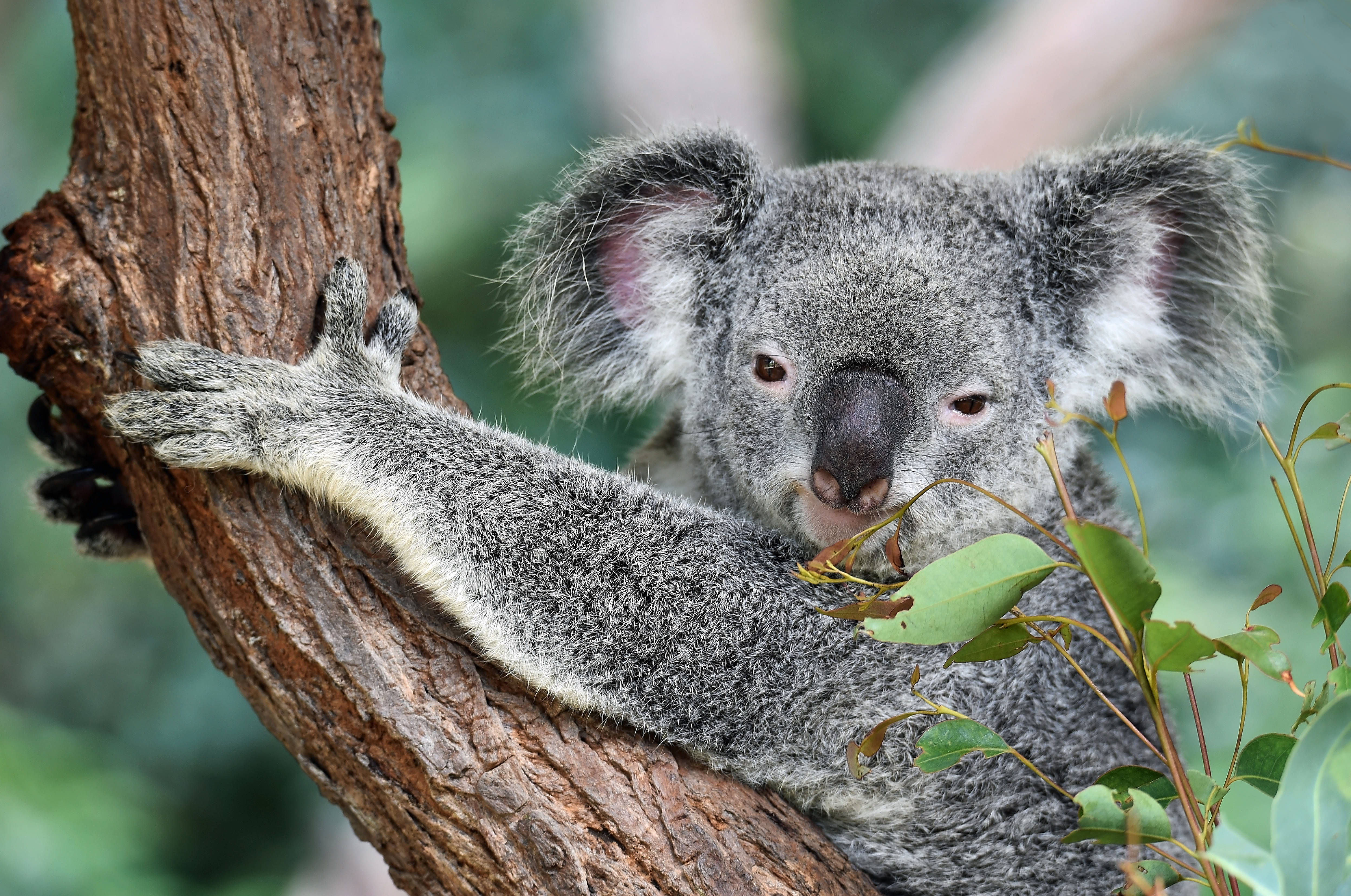 koala bear, Australia, gray, 4K Desktop Wallpaper