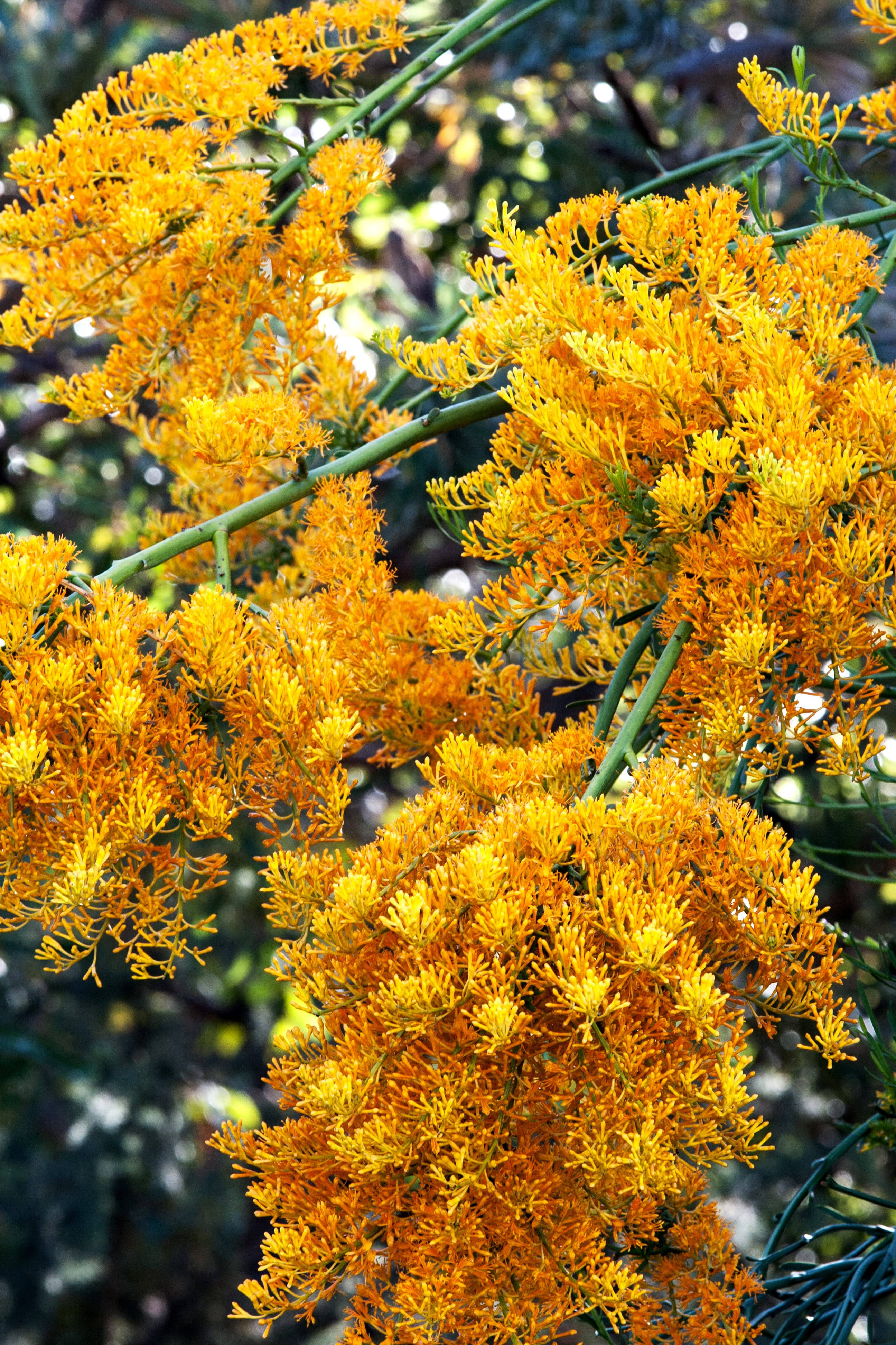 Australian Christmas, yellow flowers, golden-yellow, 4K Phone Wallpaper
