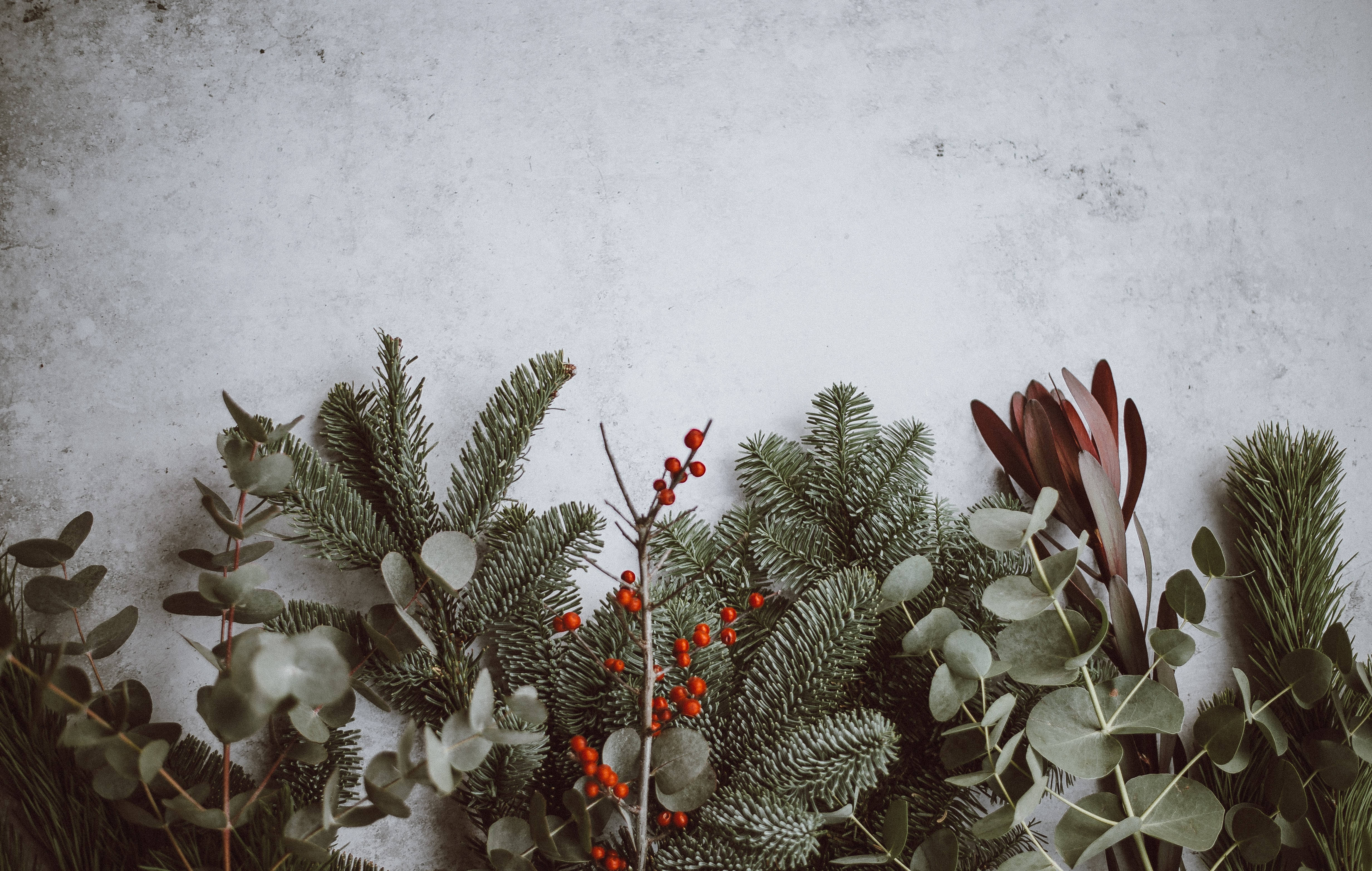 Australian Christmas, eucalyptus, red berries, 4K Desktop Wallpaper