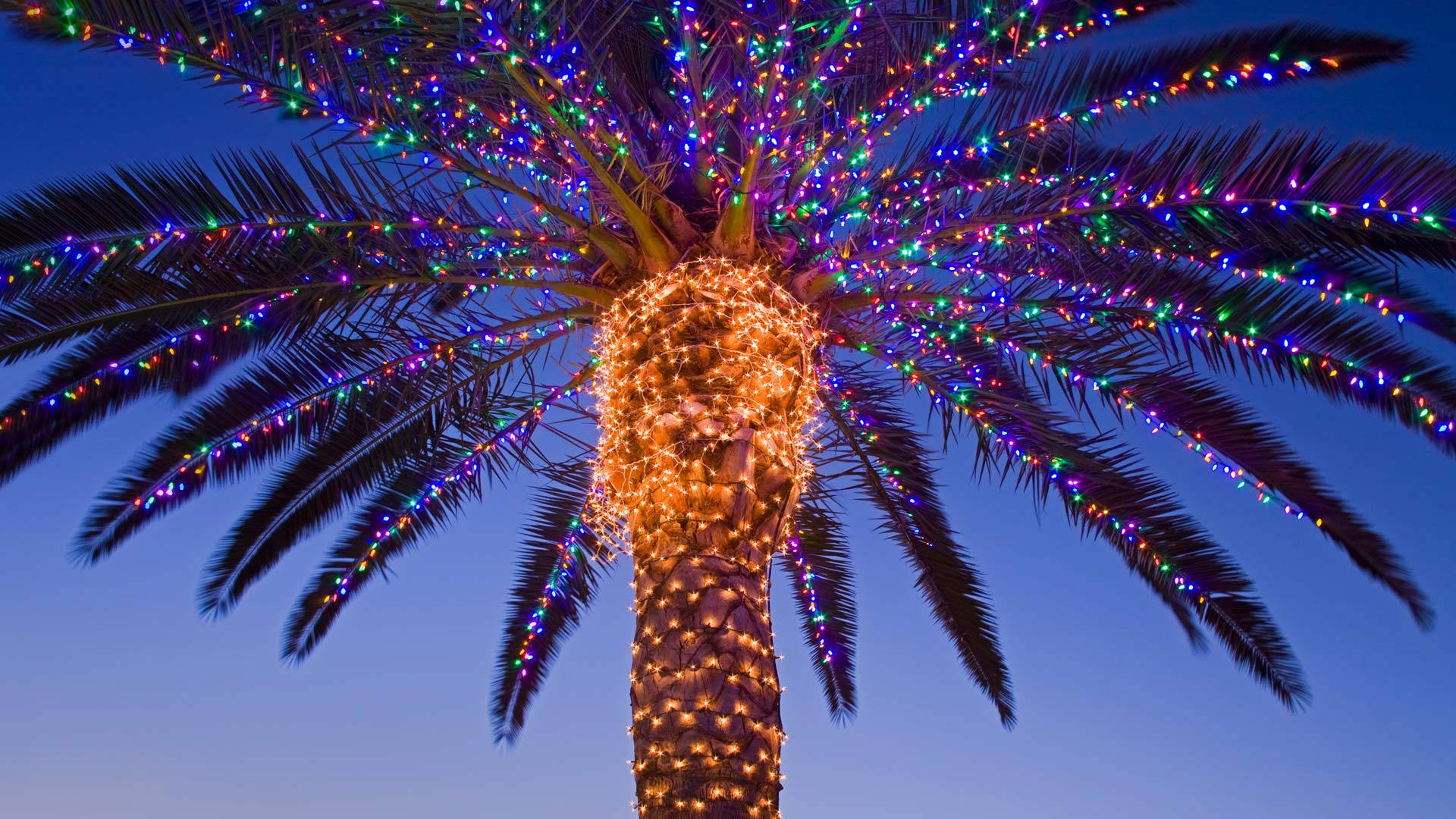 Australian Christmas, palm tree, vibrant multicolored string lights, Full HD Desktop Wallpaper