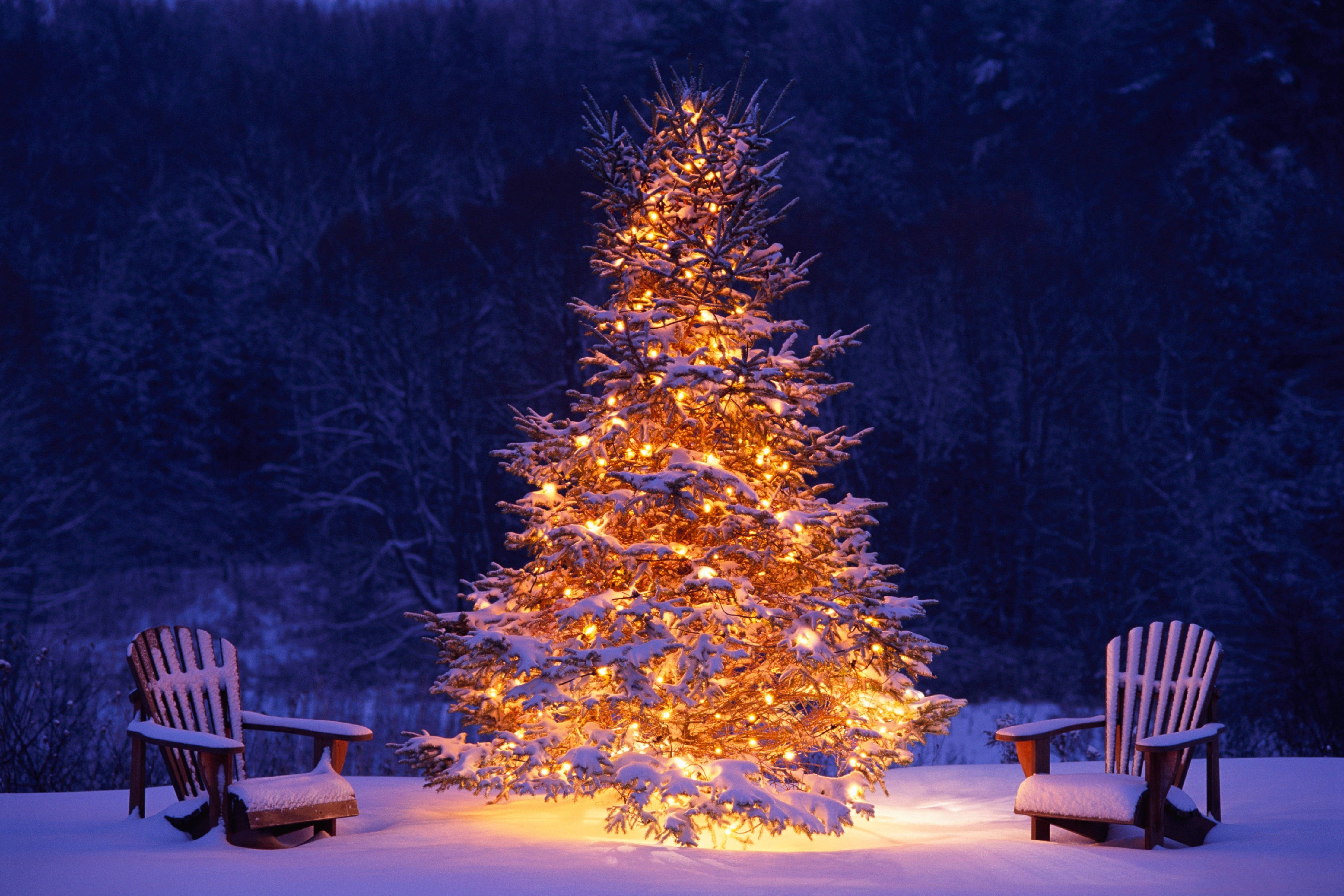 Australian Christmas, yellow tree, snow-covered evergreen tree, 4K Desktop Wallpaper