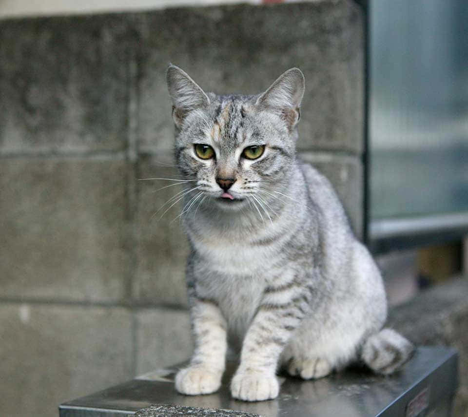 Australian Mist, gray tabby, green eyes, SD Desktop Wallpaper