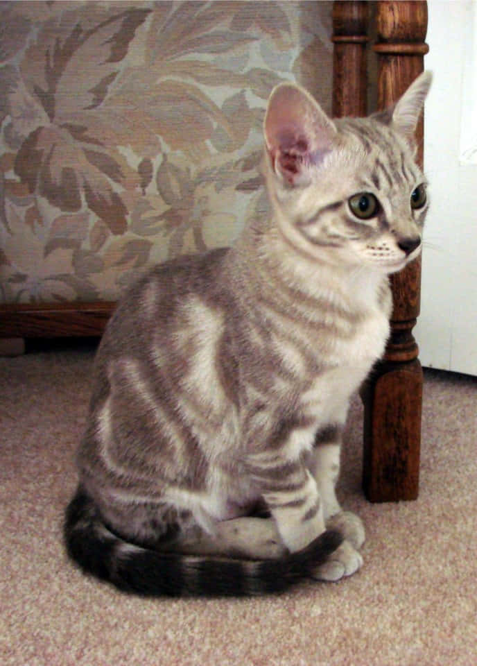 Australian Mist, silver tabby, beige carpet, SD Phone Wallpaper