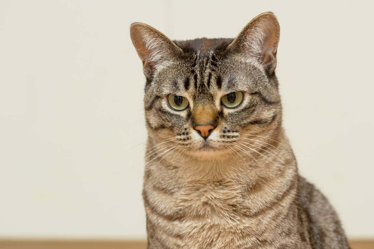 Australian Mist, tabby cat, green eyes, SD Desktop Wallpaper