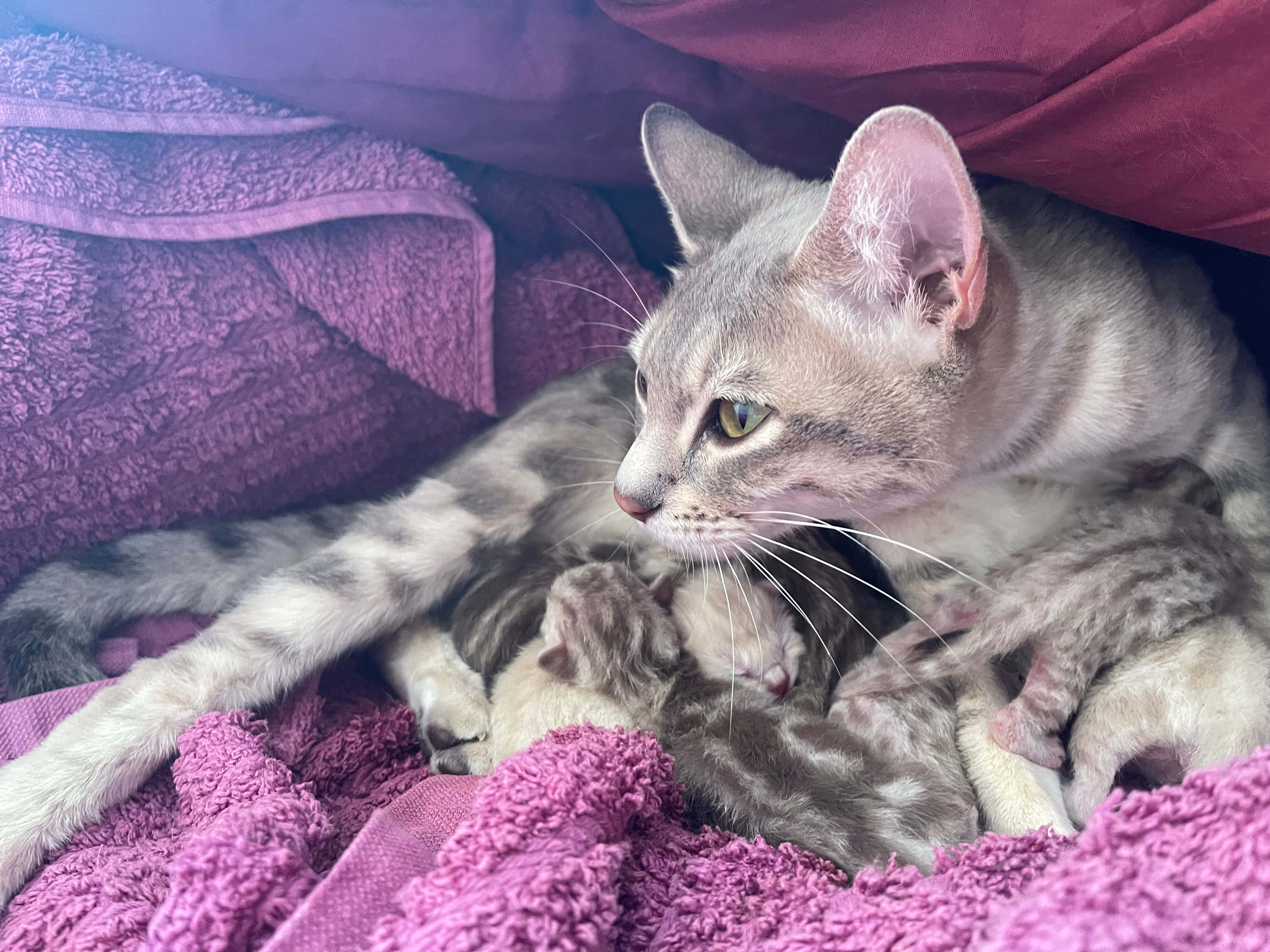 Australian Mist, gray tabby, mother cat, 4K Desktop Wallpaper