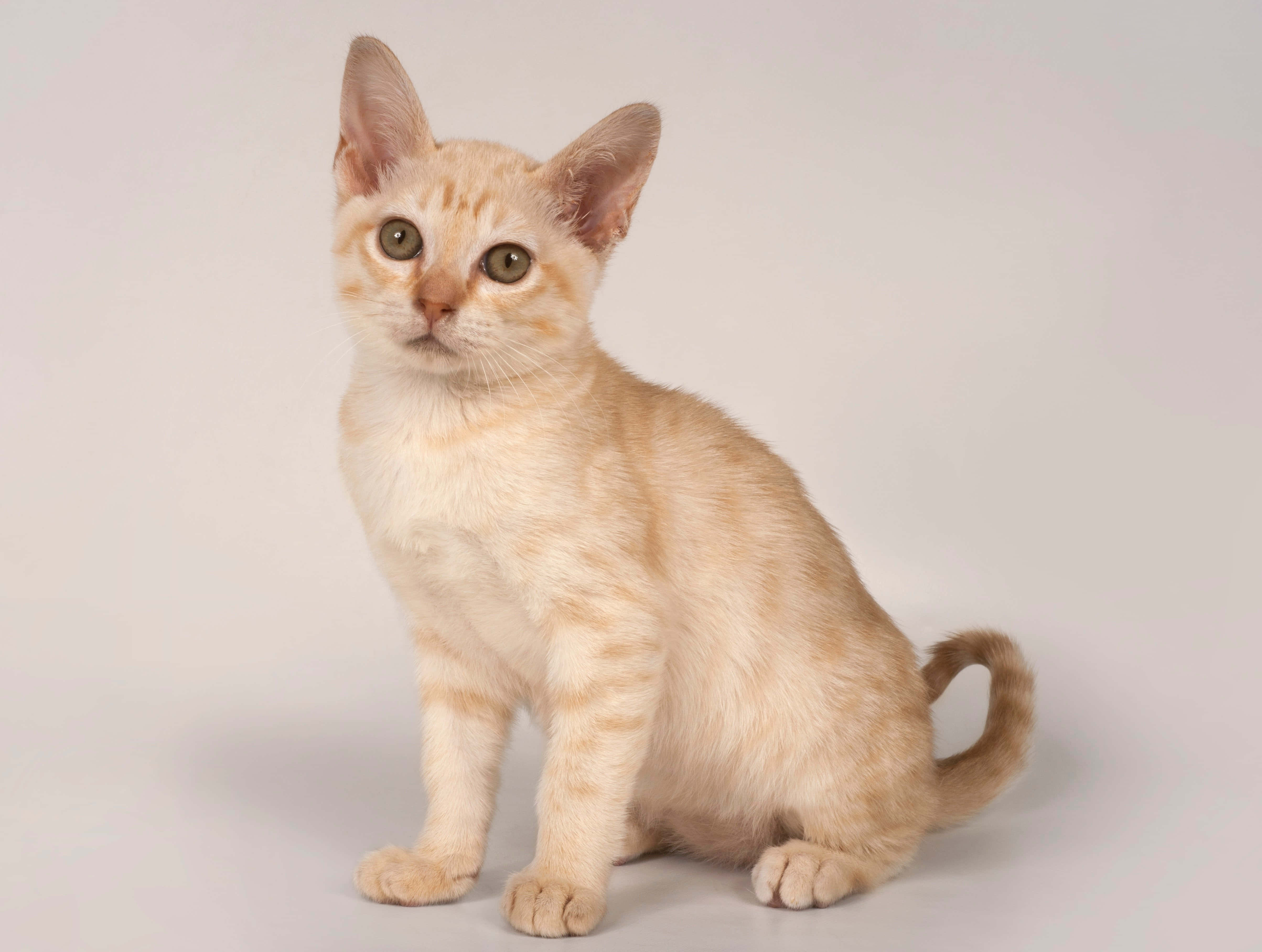Australian Mist, fluffy cream-colored kitten, green eyes, 4K Desktop Wallpaper