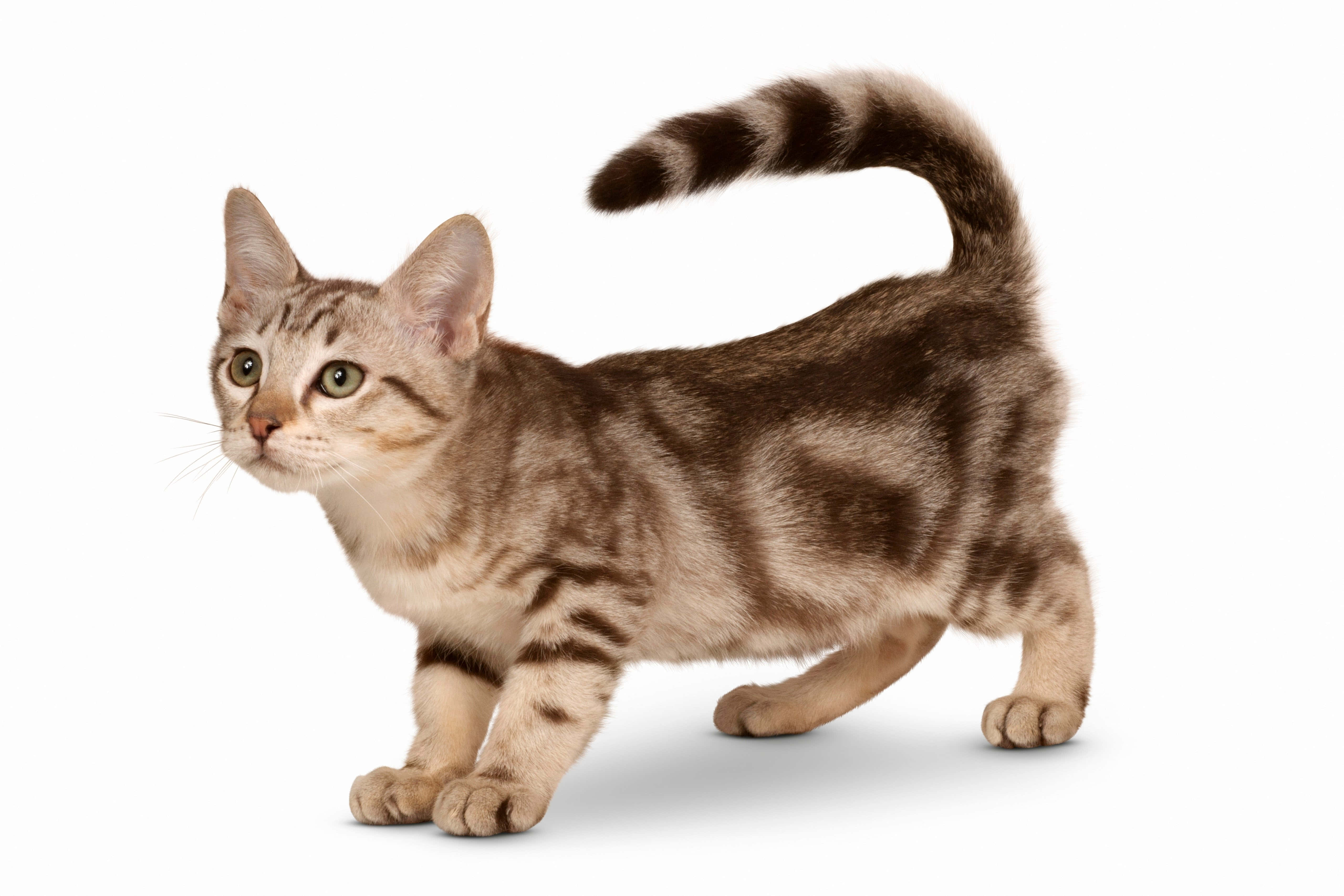 Australian Mist, tabby kitten, green eyes, 4K Desktop Wallpaper