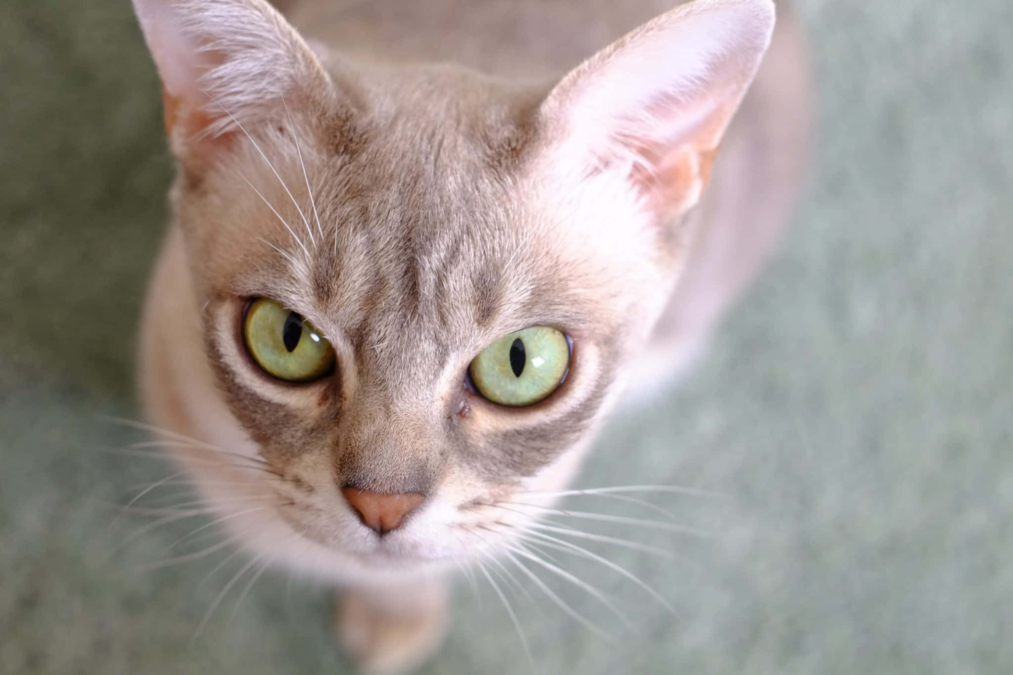 Australian Mist, cat, green eyes, Full HD Desktop Wallpaper