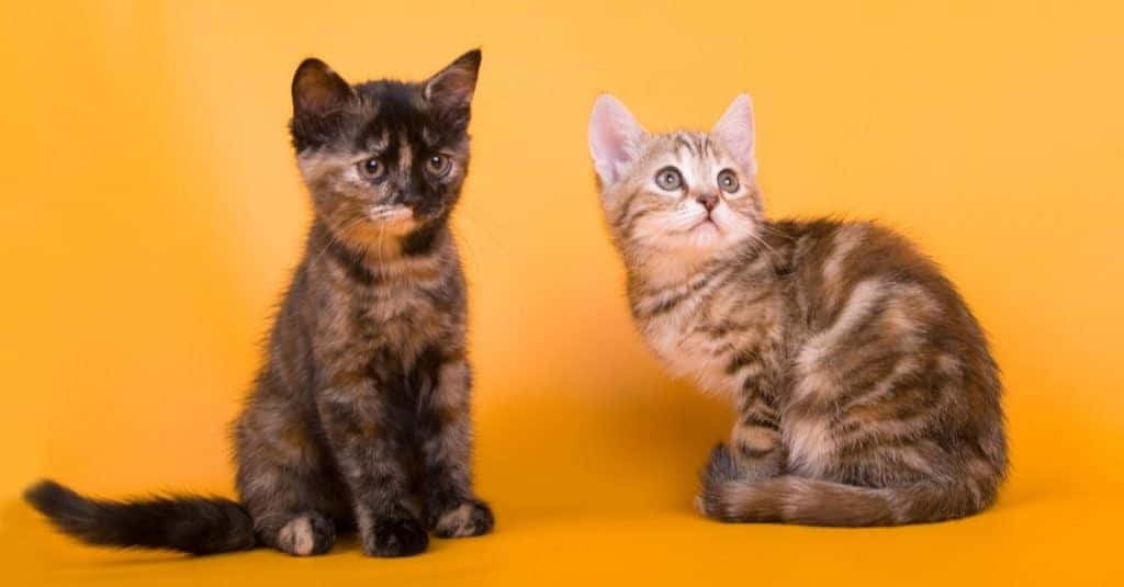 Australian Mist, tortoiseshell, tabby, SD Desktop Wallpaper