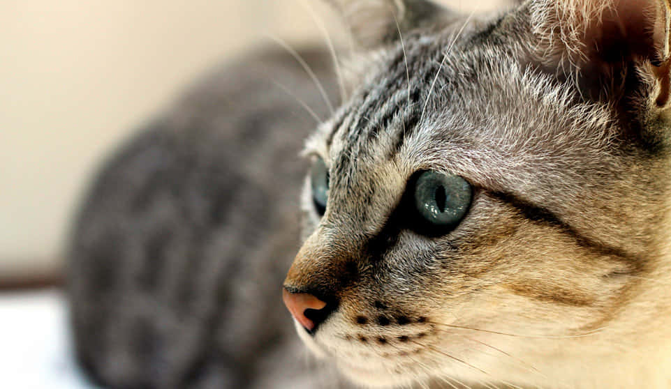 Australian Mist, tabby cat, green eyes, SD Desktop Wallpaper