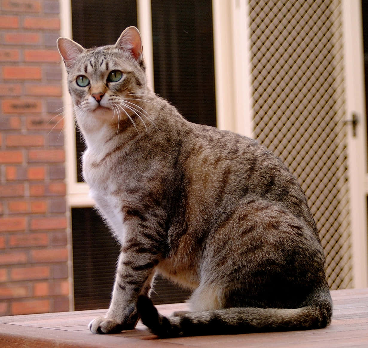 Australian Mist, tabby cat, green eyes, SD Desktop Wallpaper