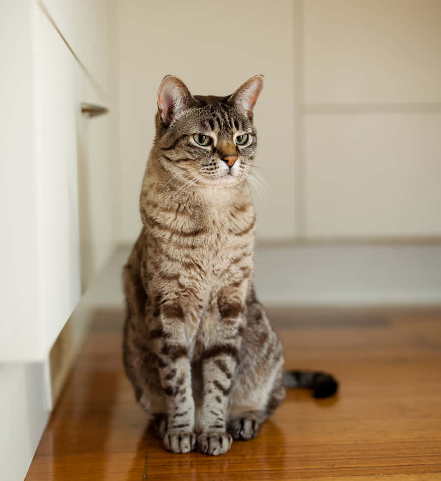 Australian Mist, tabby cat, green eyes, SD Phone Wallpaper