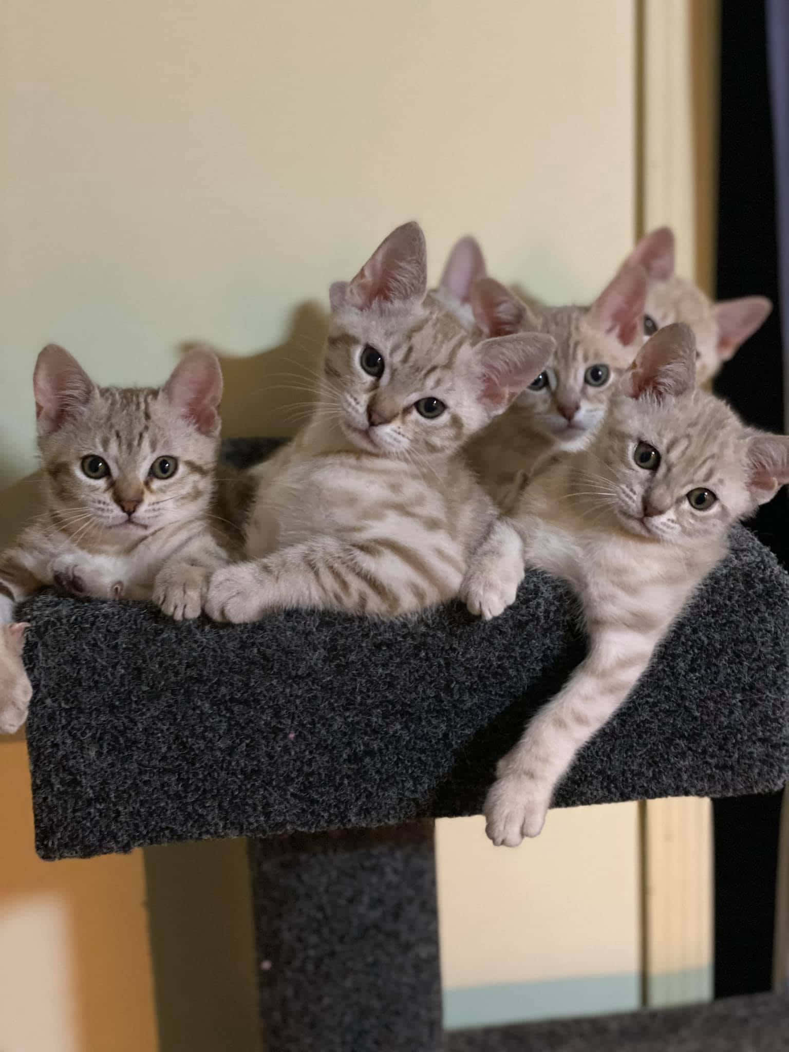 Australian Mist, tabby kittens, dark gray cat tree platform, Full HD Phone Wallpaper
