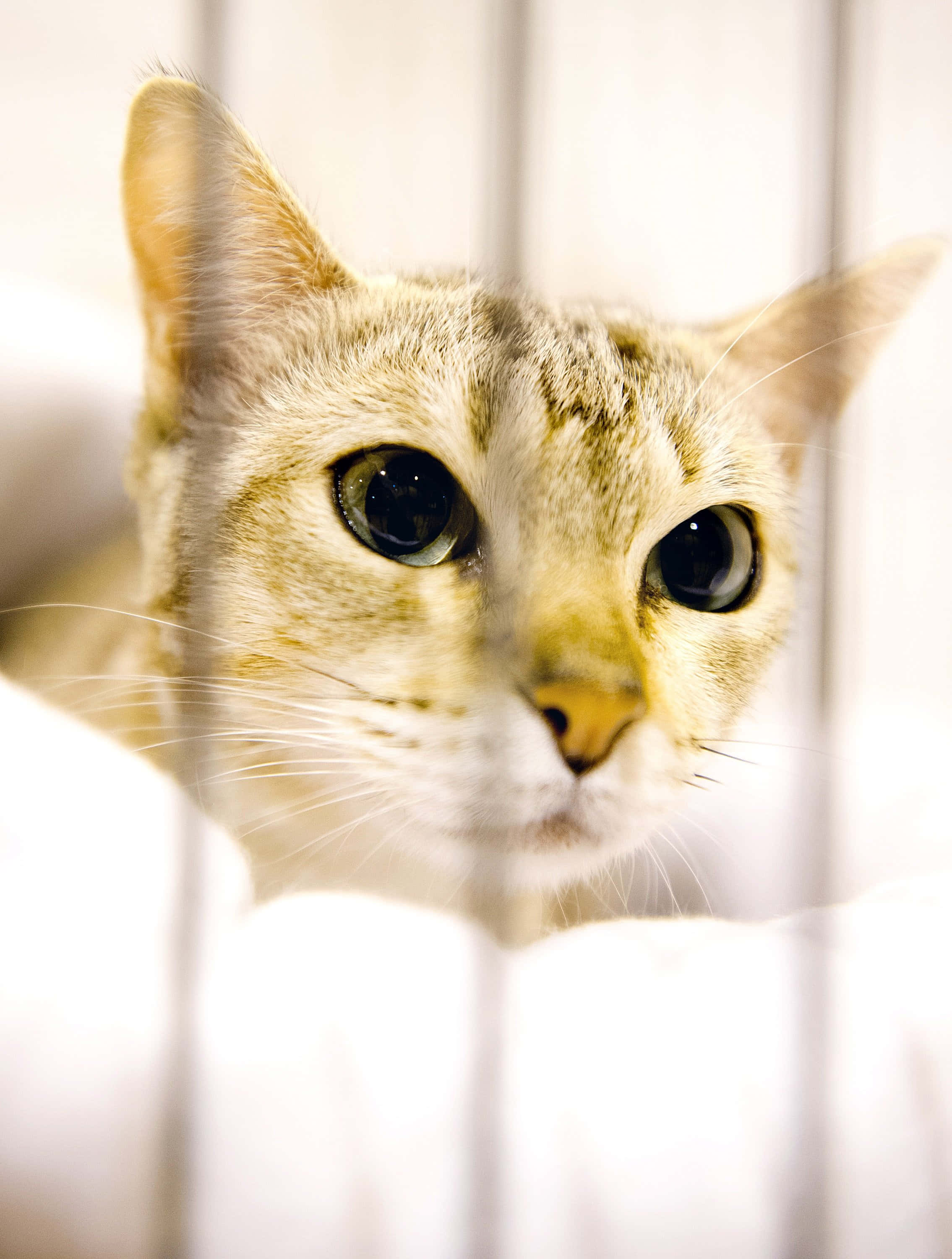 Australian Mist, tabby cat, white vertical blinds, 2K Phone Wallpaper