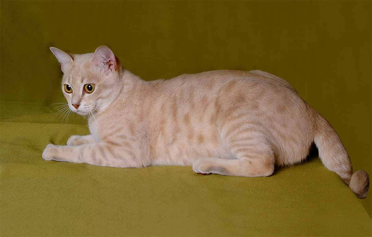 Australian Mist, light cream tabby cat, amber eyes, SD Desktop Wallpaper