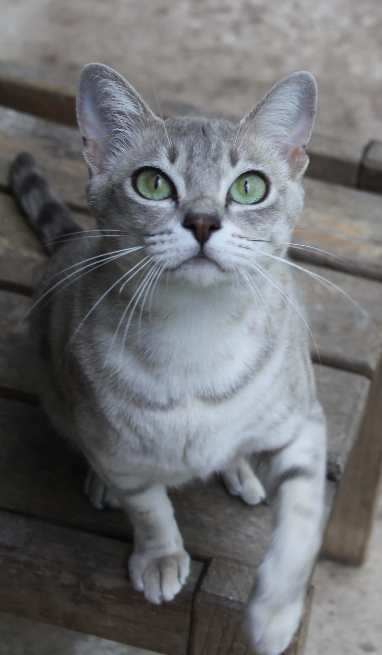 Australian Mist, gray tabby cat, striking green eyes, Full HD Phone Wallpaper