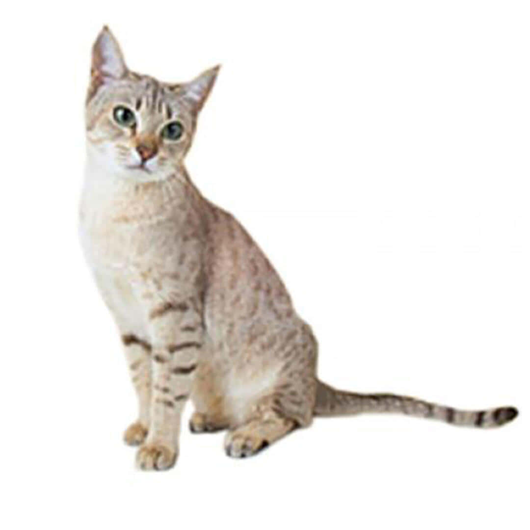 Australian Mist, tabby cat, green eyes, SD Desktop Wallpaper
