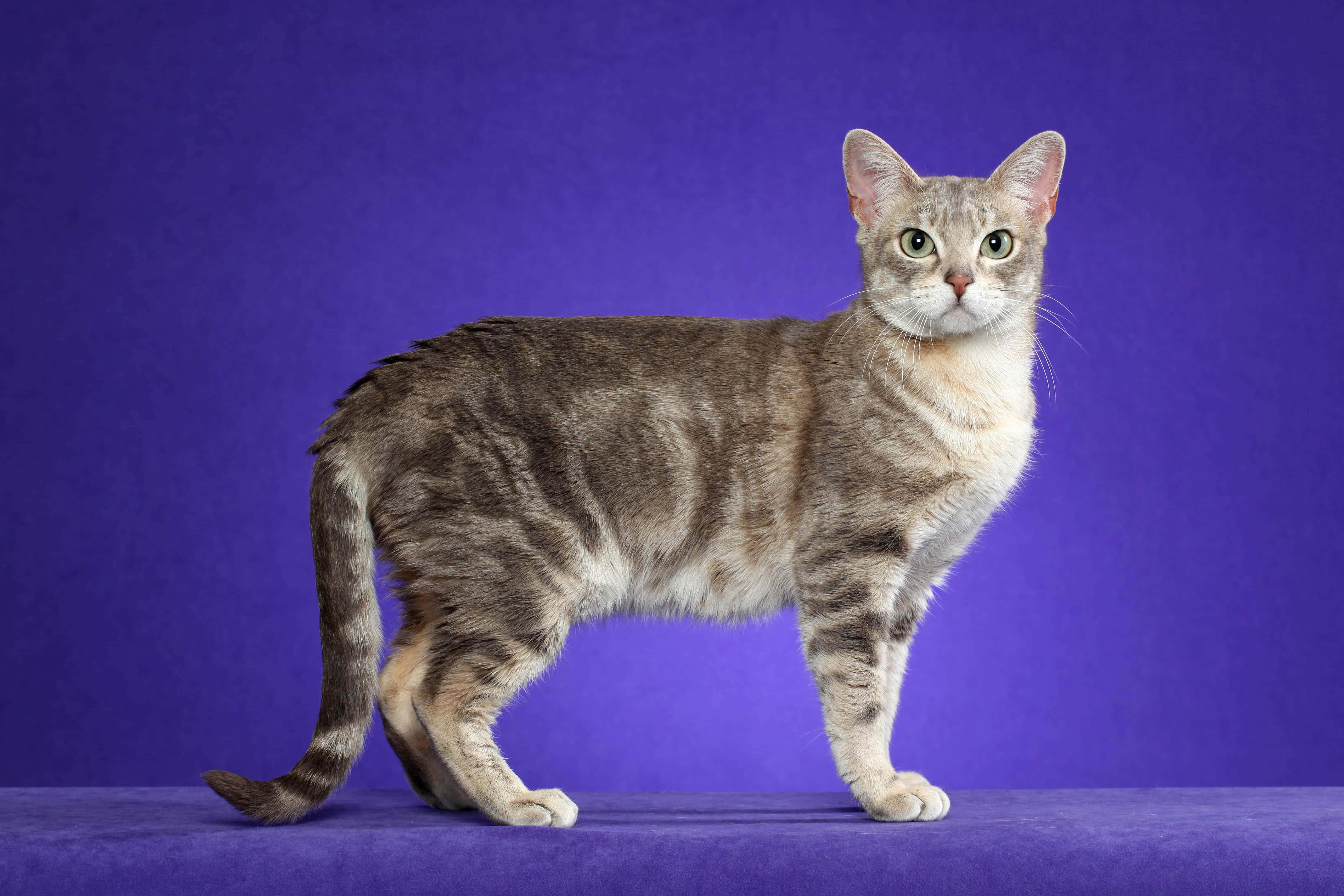 Australian Mist, tabby cat, solid purple backdrop, 4K Desktop Wallpaper