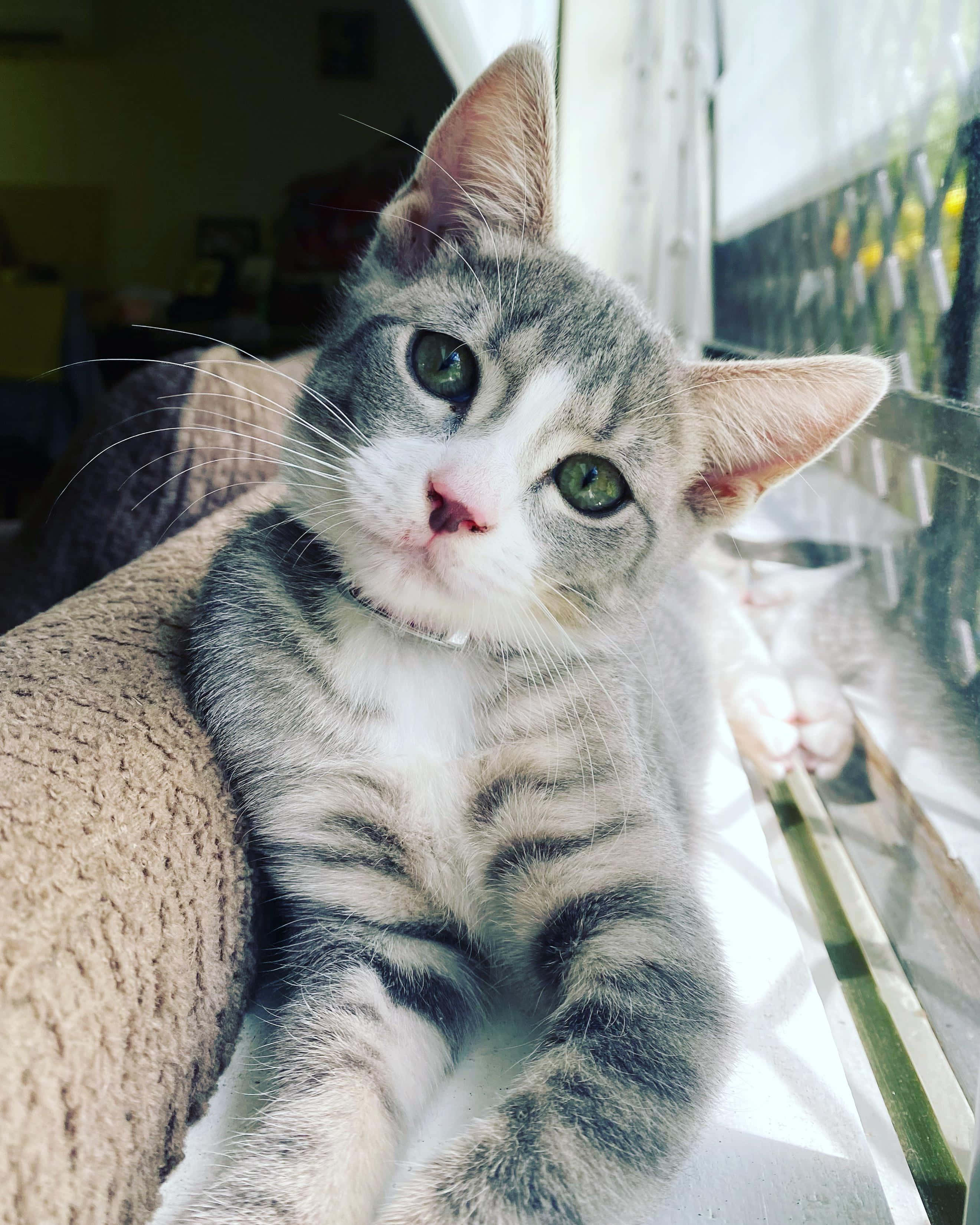 Australian Mist, gray tabby kitten, green eyes, 2K Phone Wallpaper