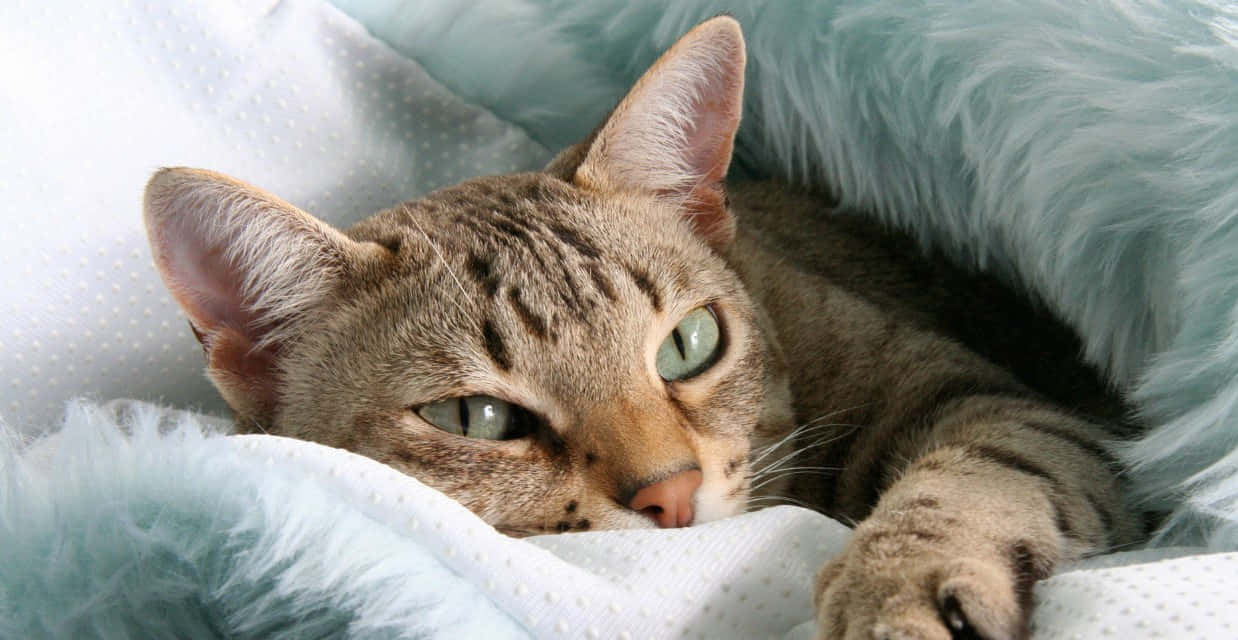 Australian Mist, tabby cat, green eyes, SD Desktop Wallpaper