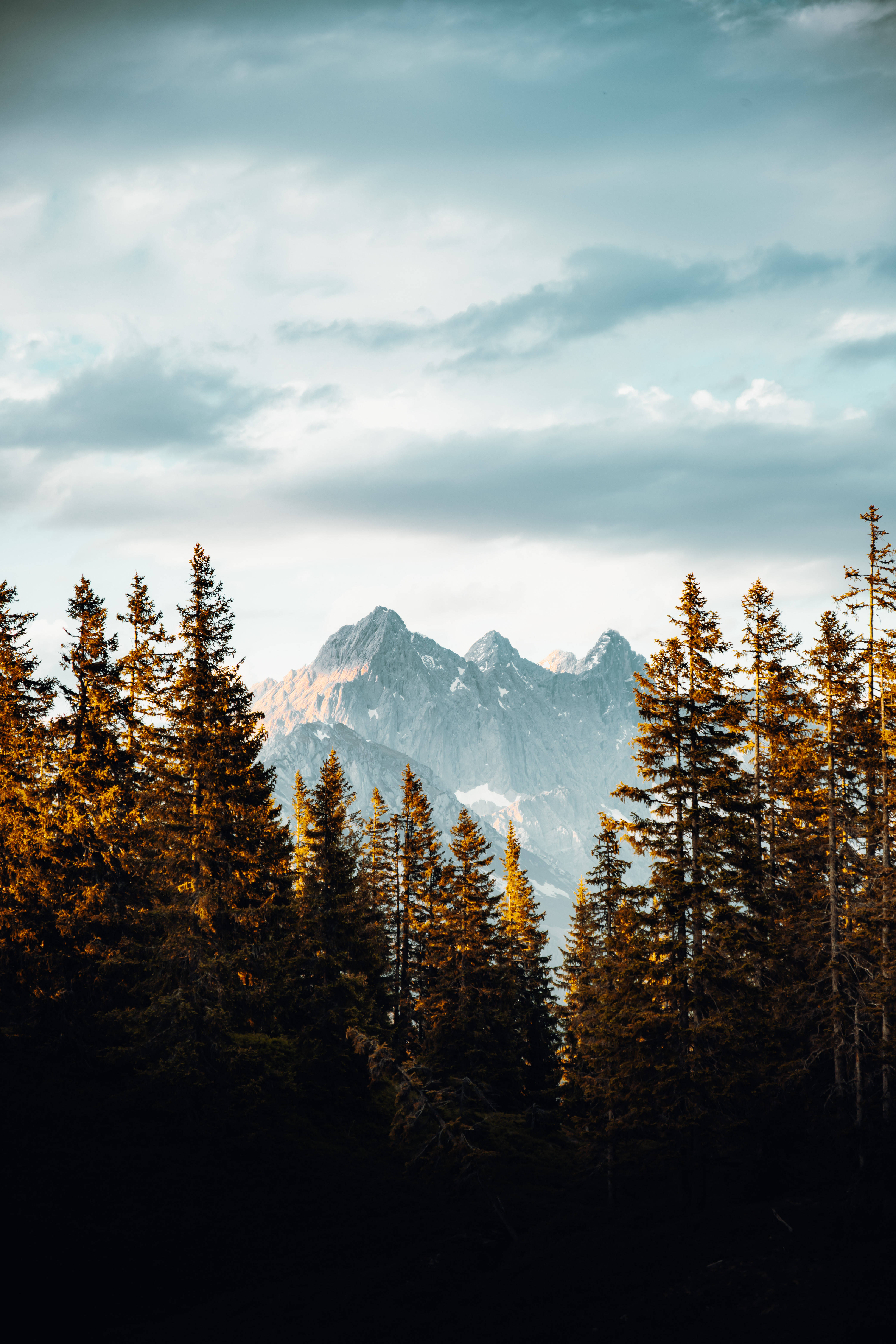 tall pine trees, Austria, golden pine trees, 5K Phone Wallpaper