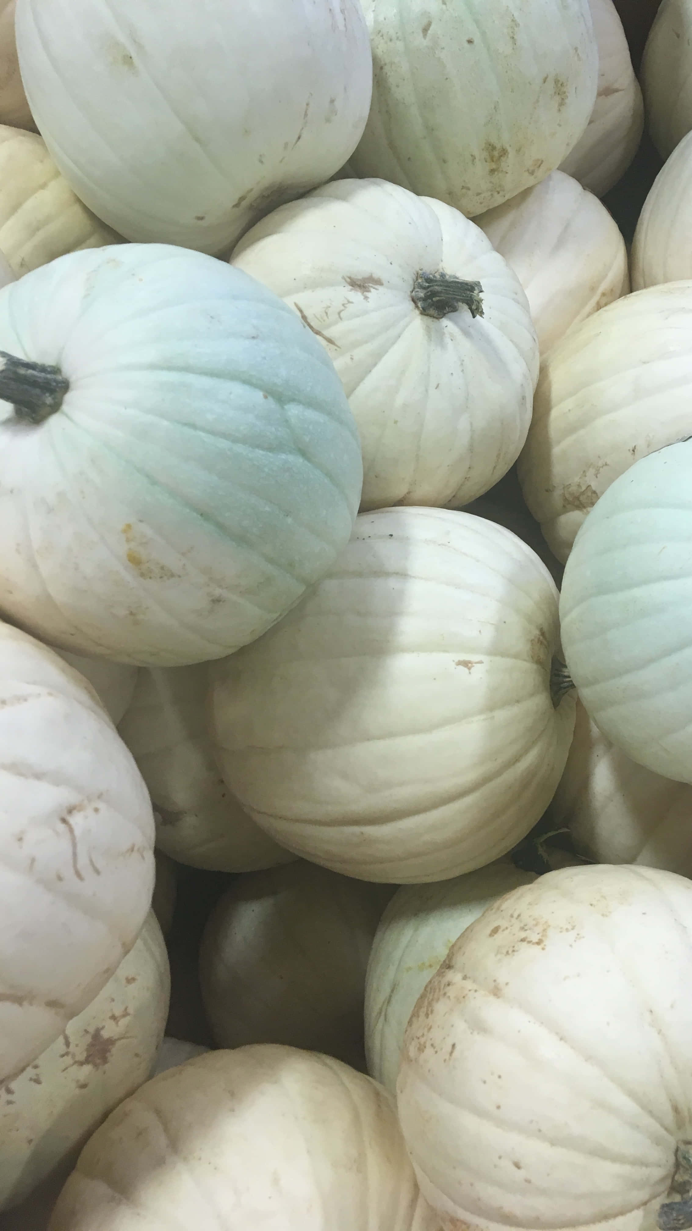 autumn bounty, pale white pumpkins, subtle greenish tints, 4K Phone Wallpaper